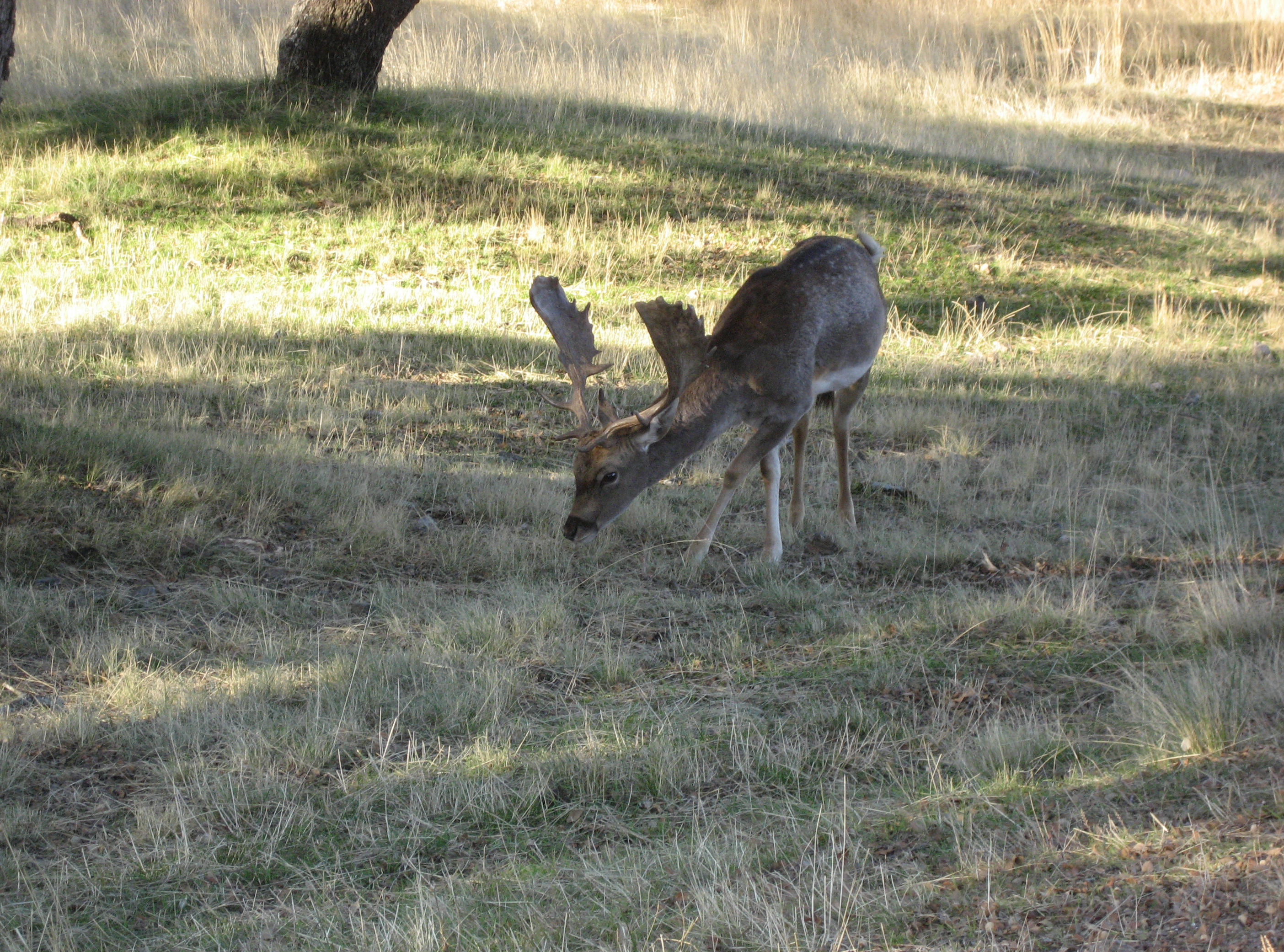 Gamo