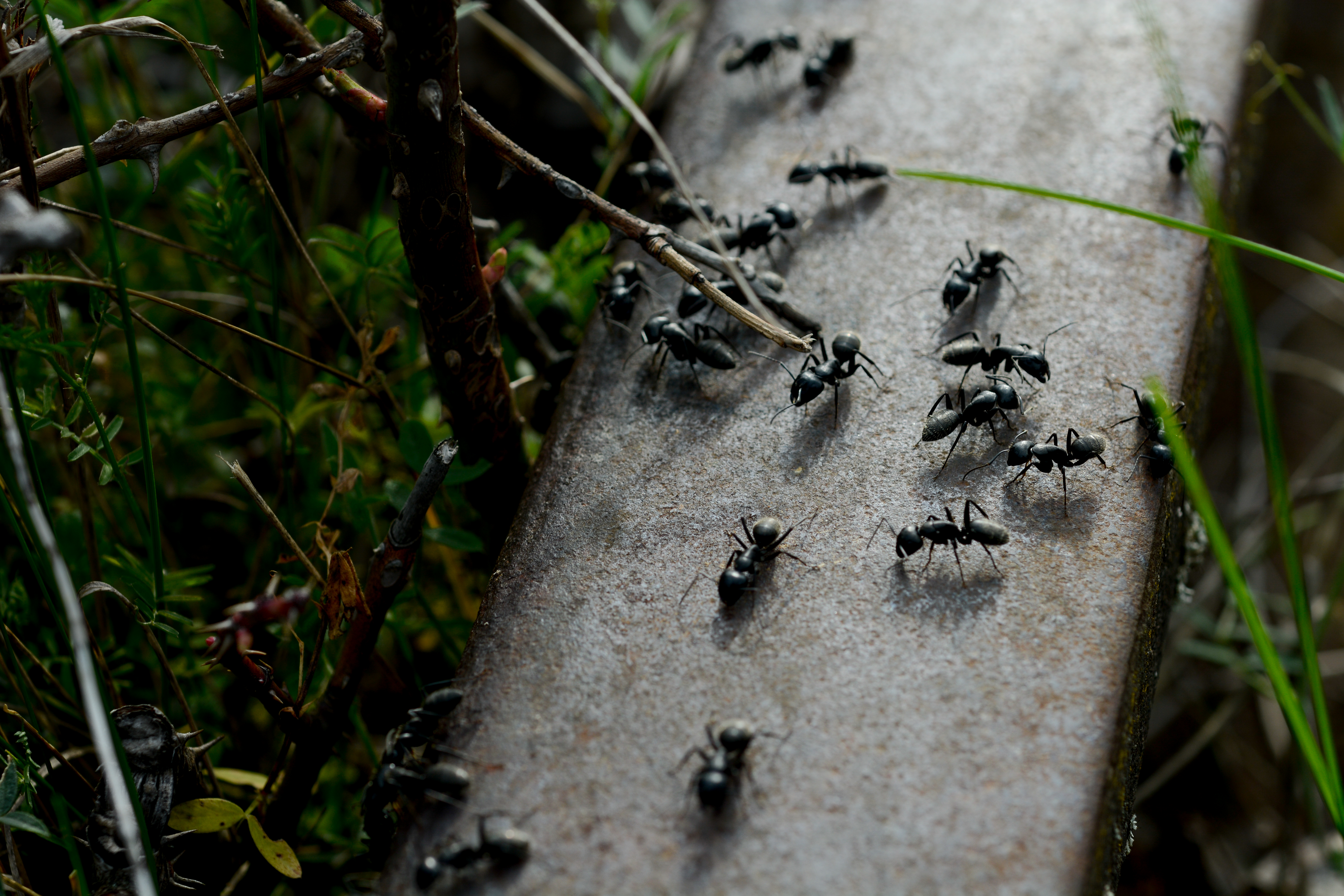 Hormigas