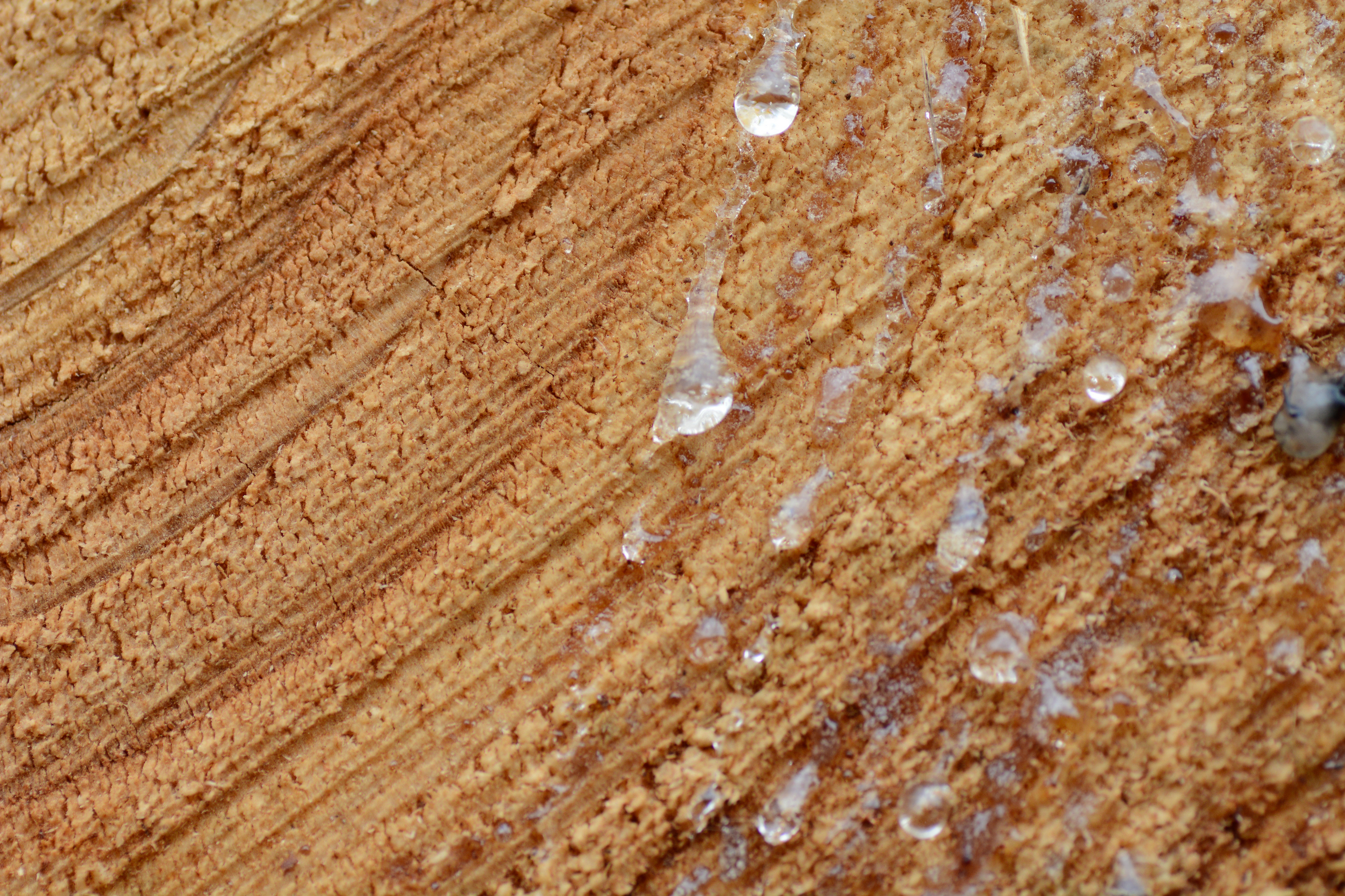 Madera exudando resina