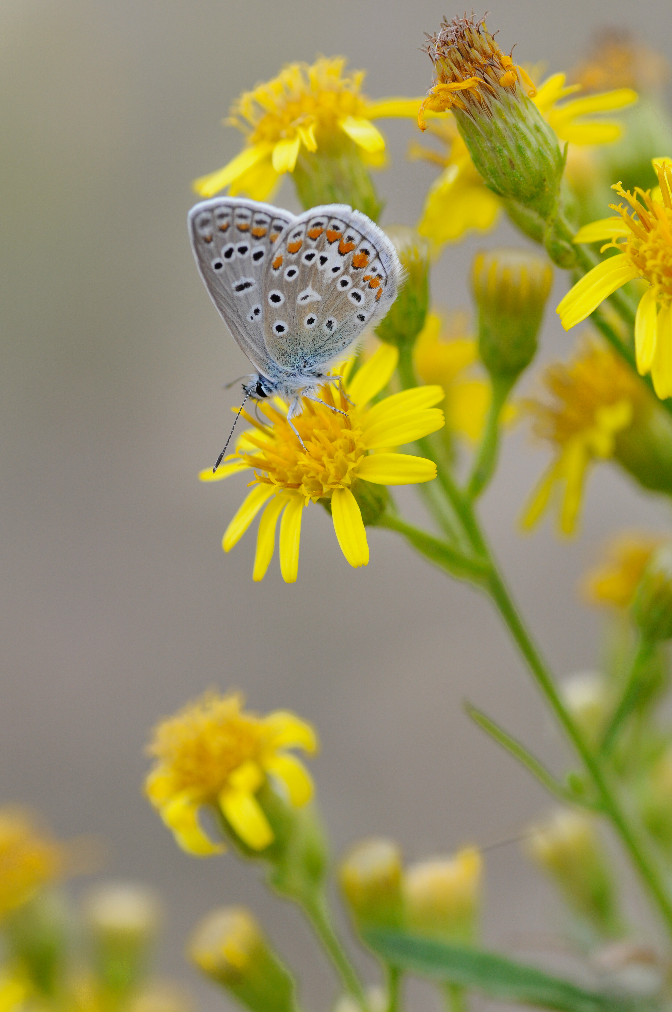 Mariposa diurna posada en olivardilla