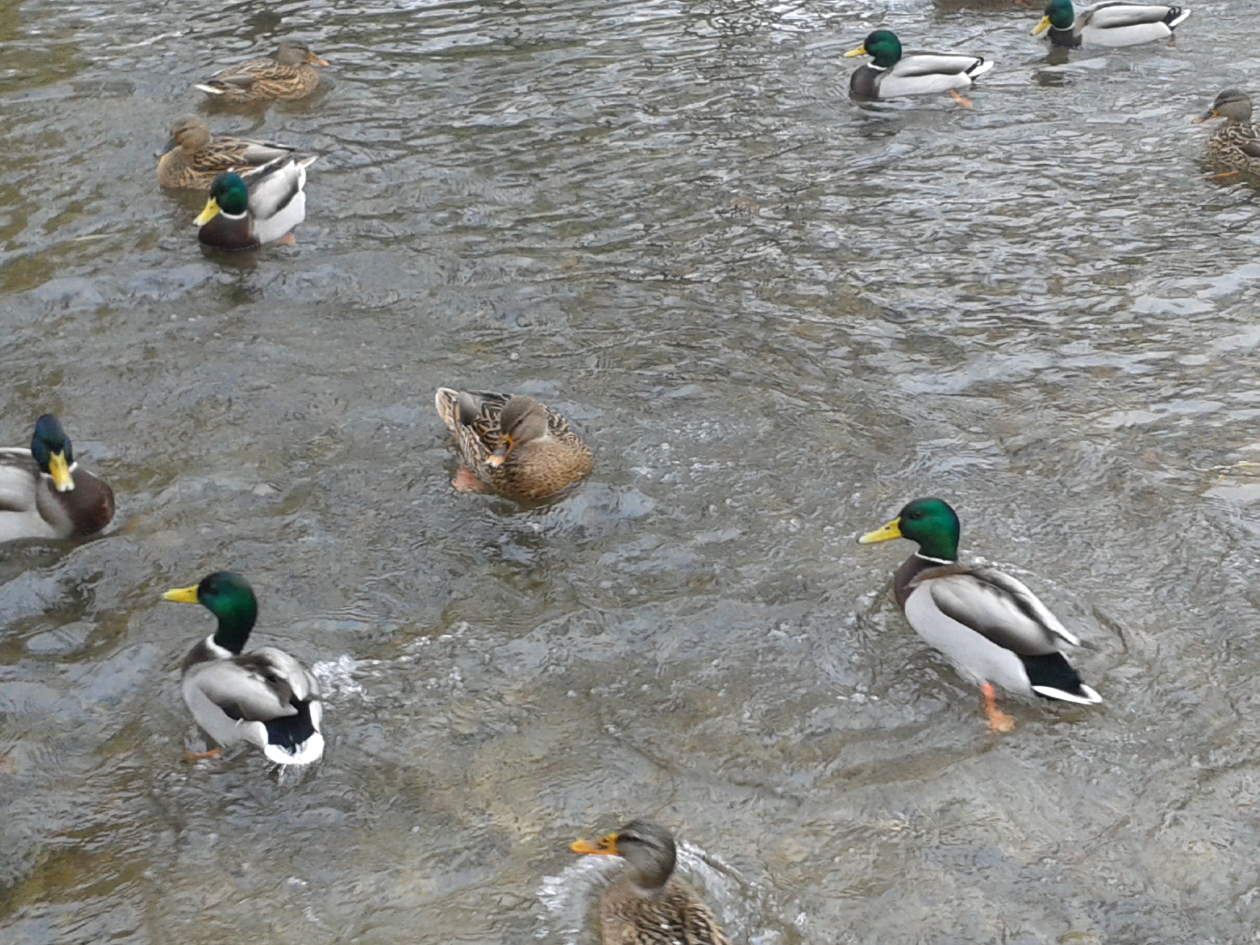 Patos nadando