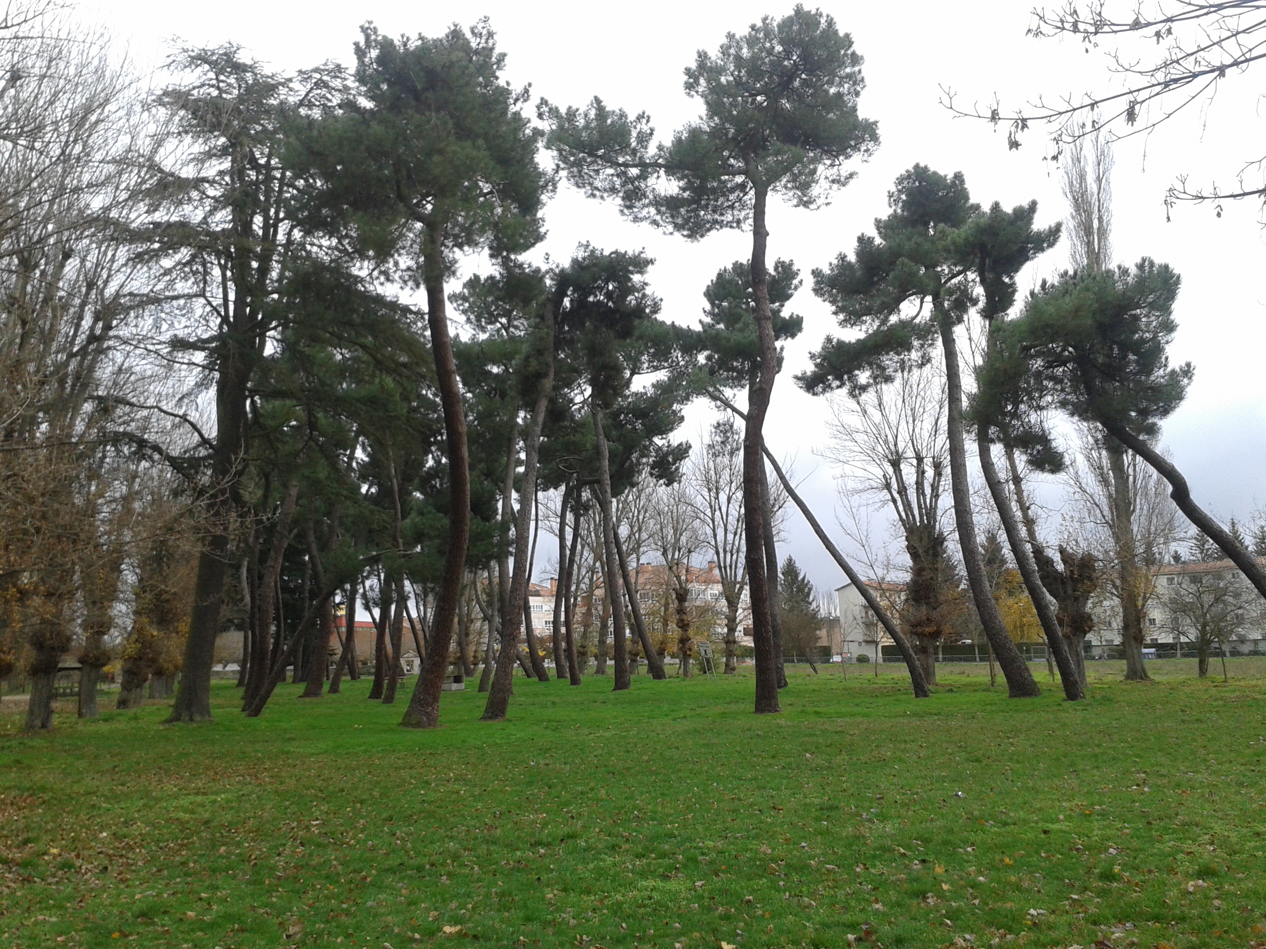 Pinos