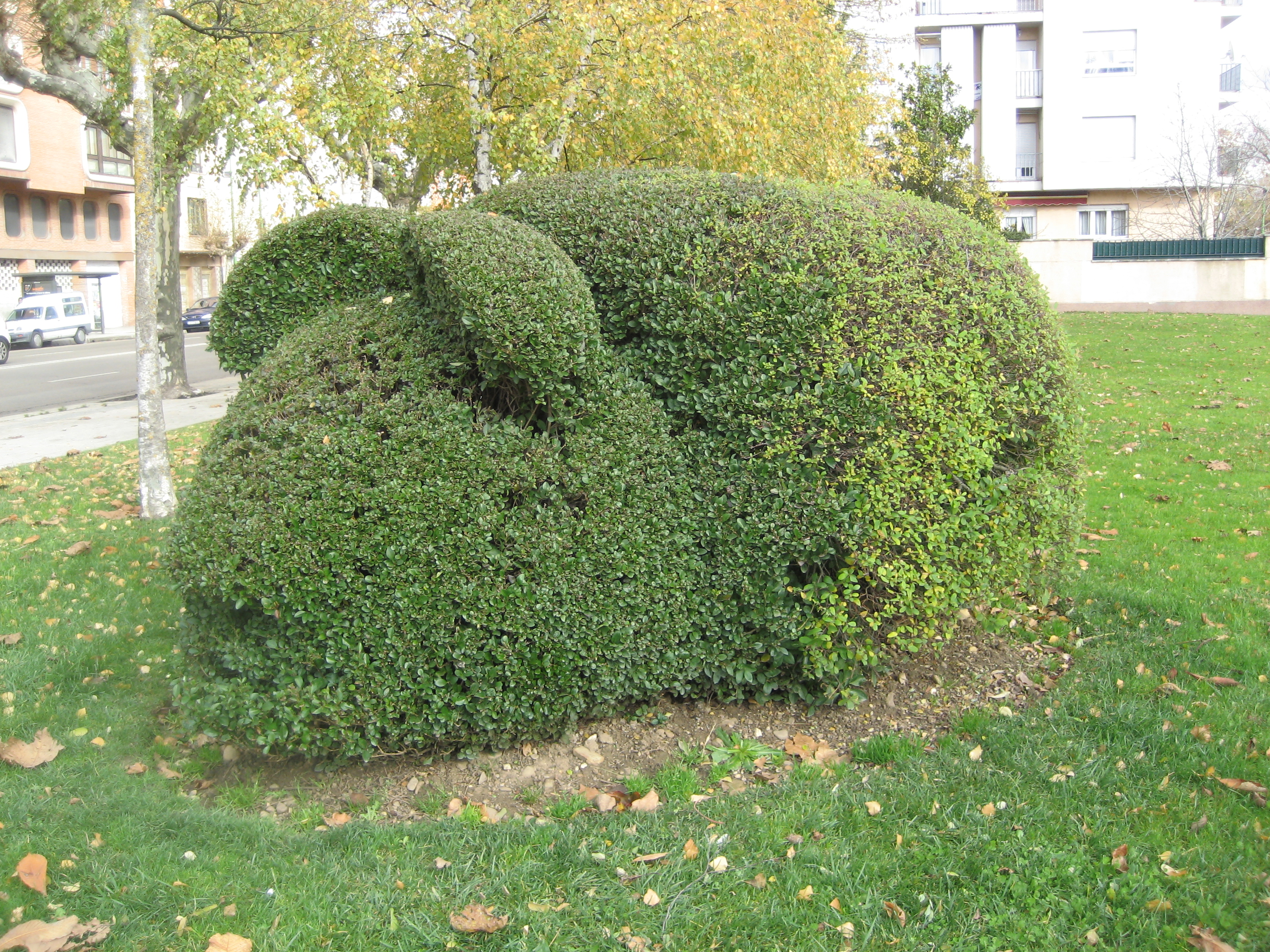 Ratón vegetal
