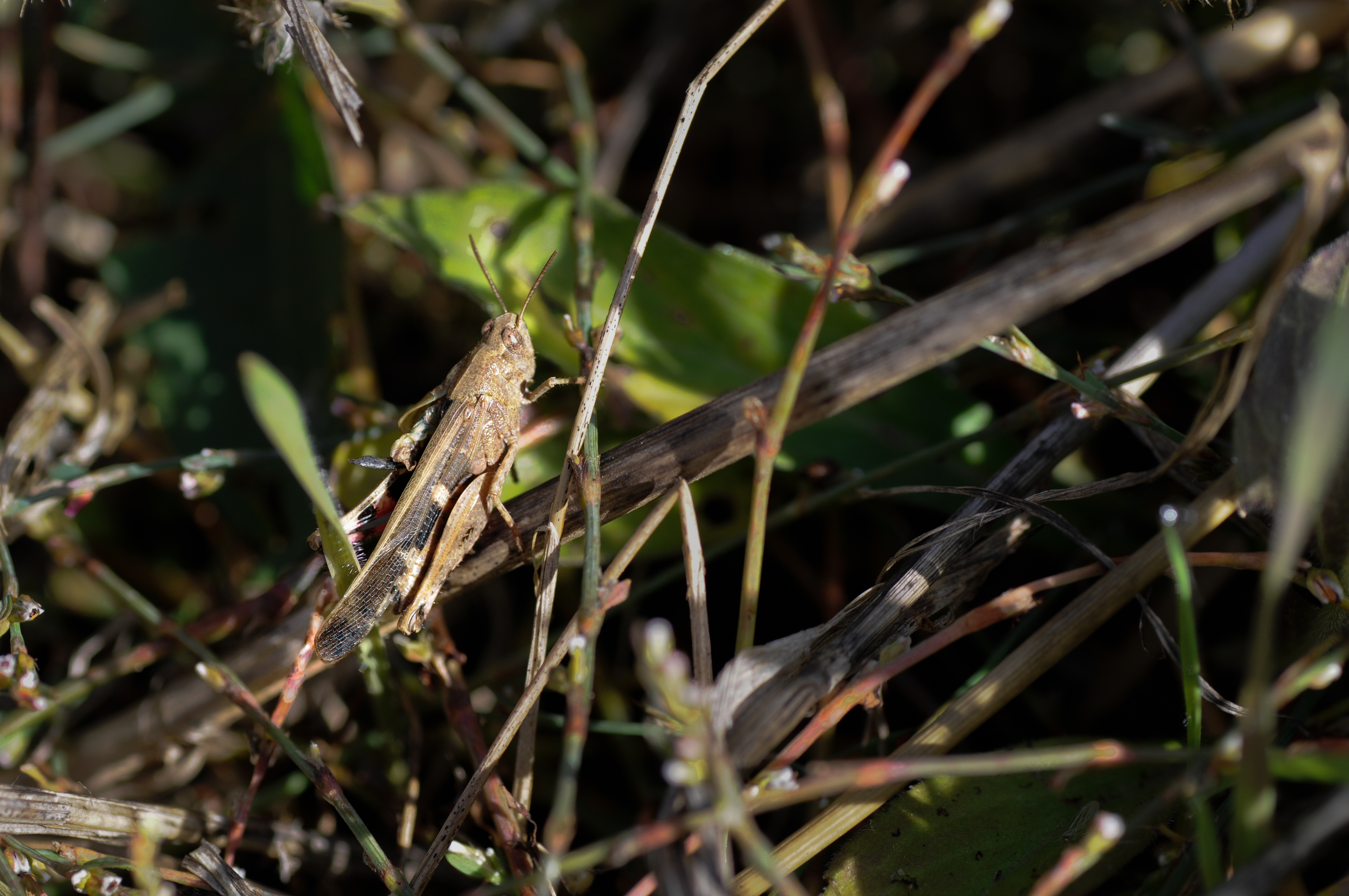 Saltamontes entre la vegetación