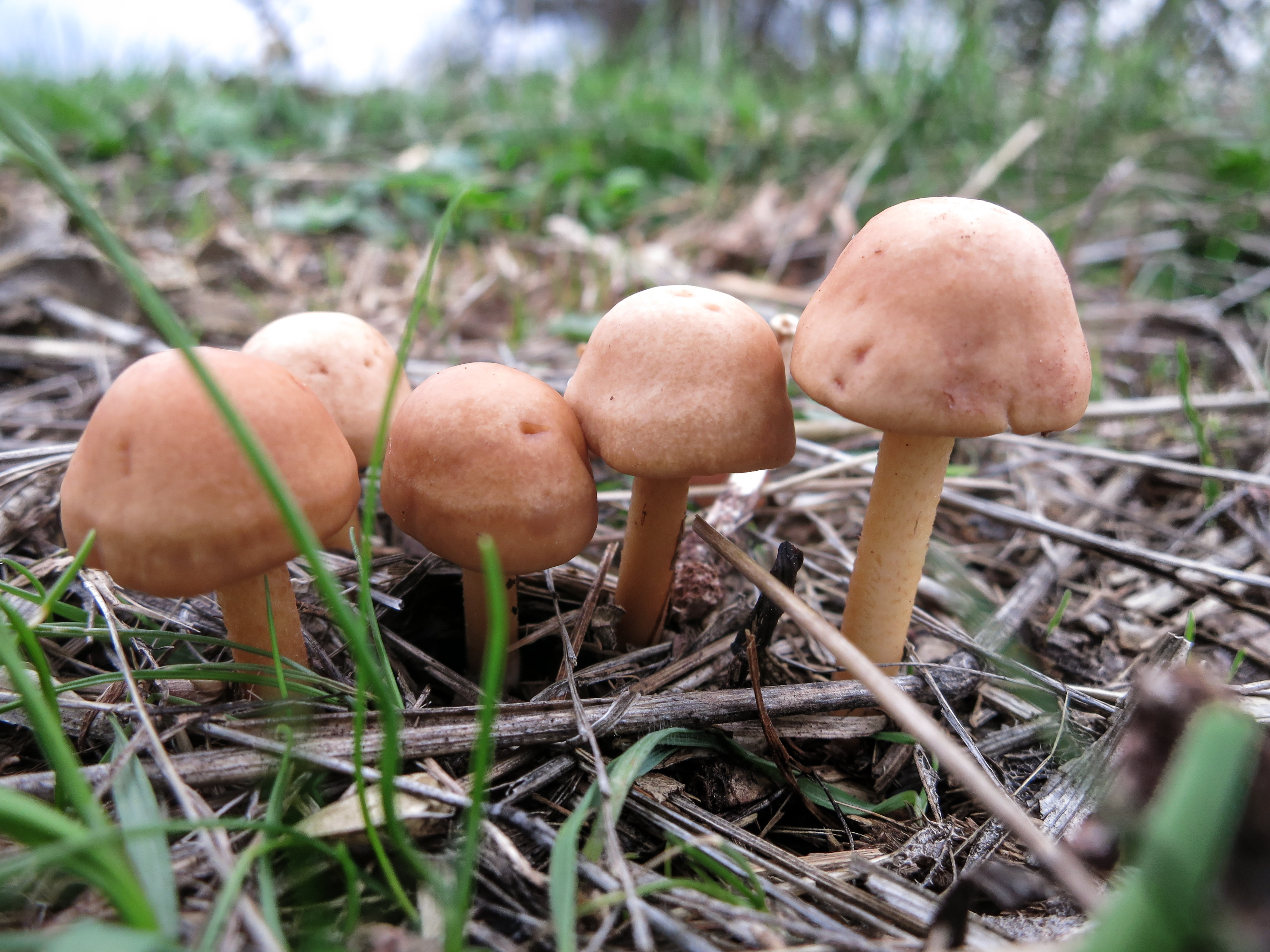 Senderuela (Marasmius oreades)