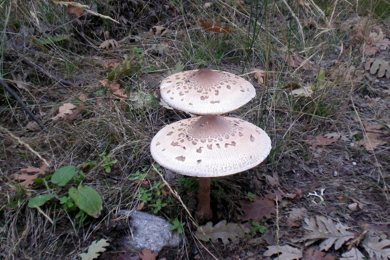 Imagen de setas en el campo