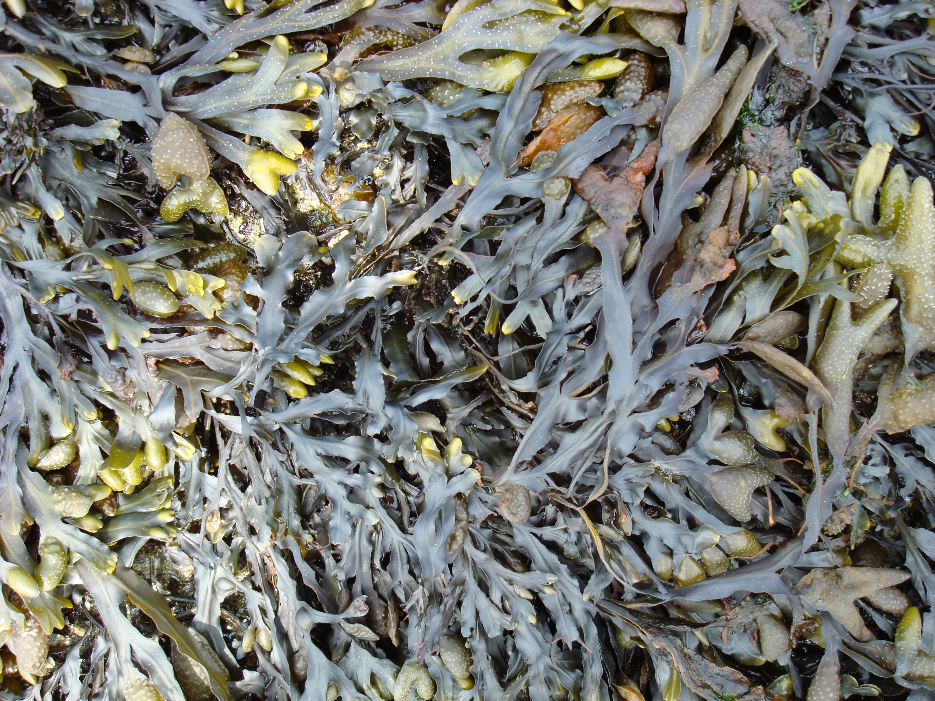 Textura (algas marinas)