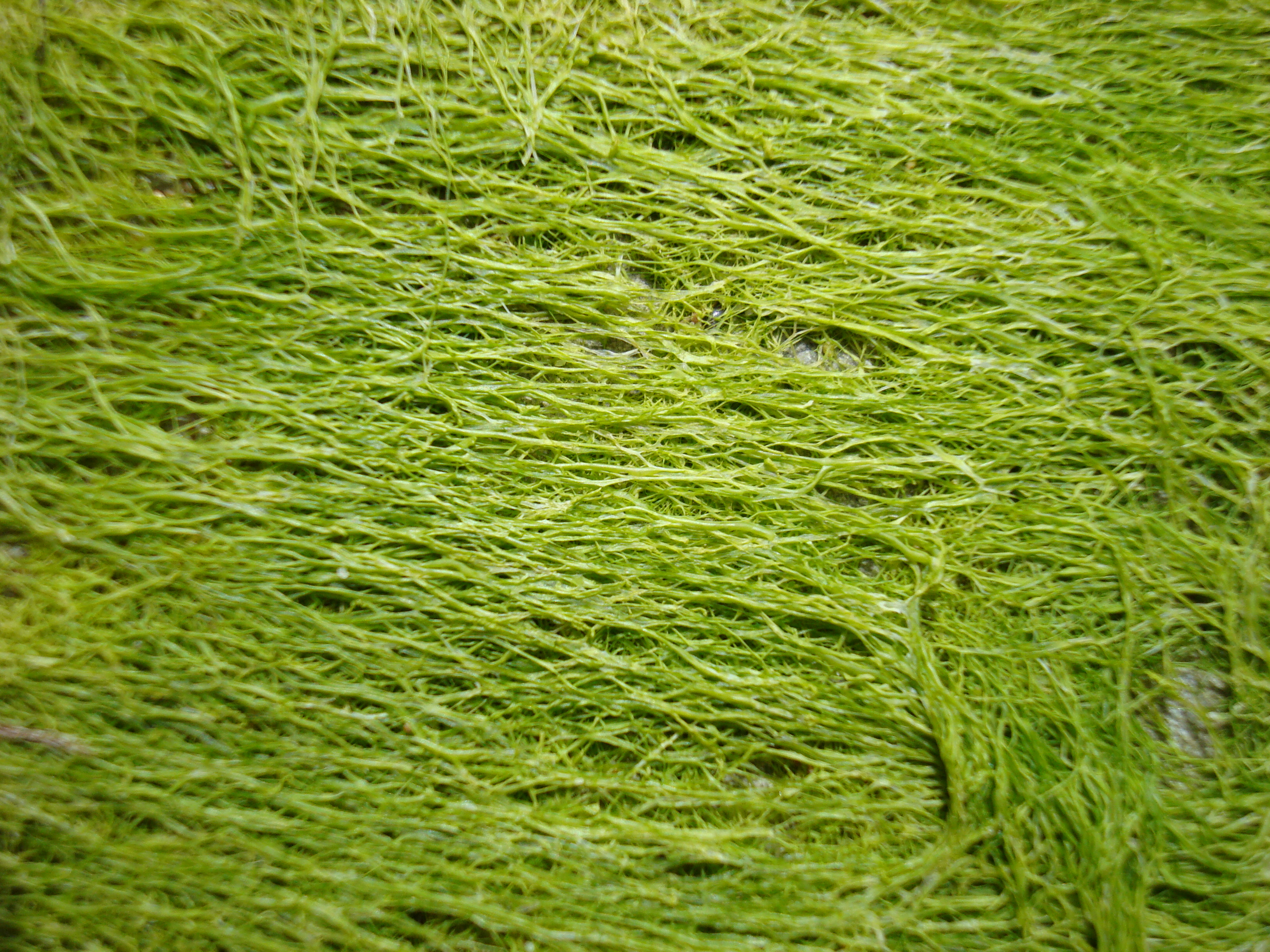 Textura (algas)