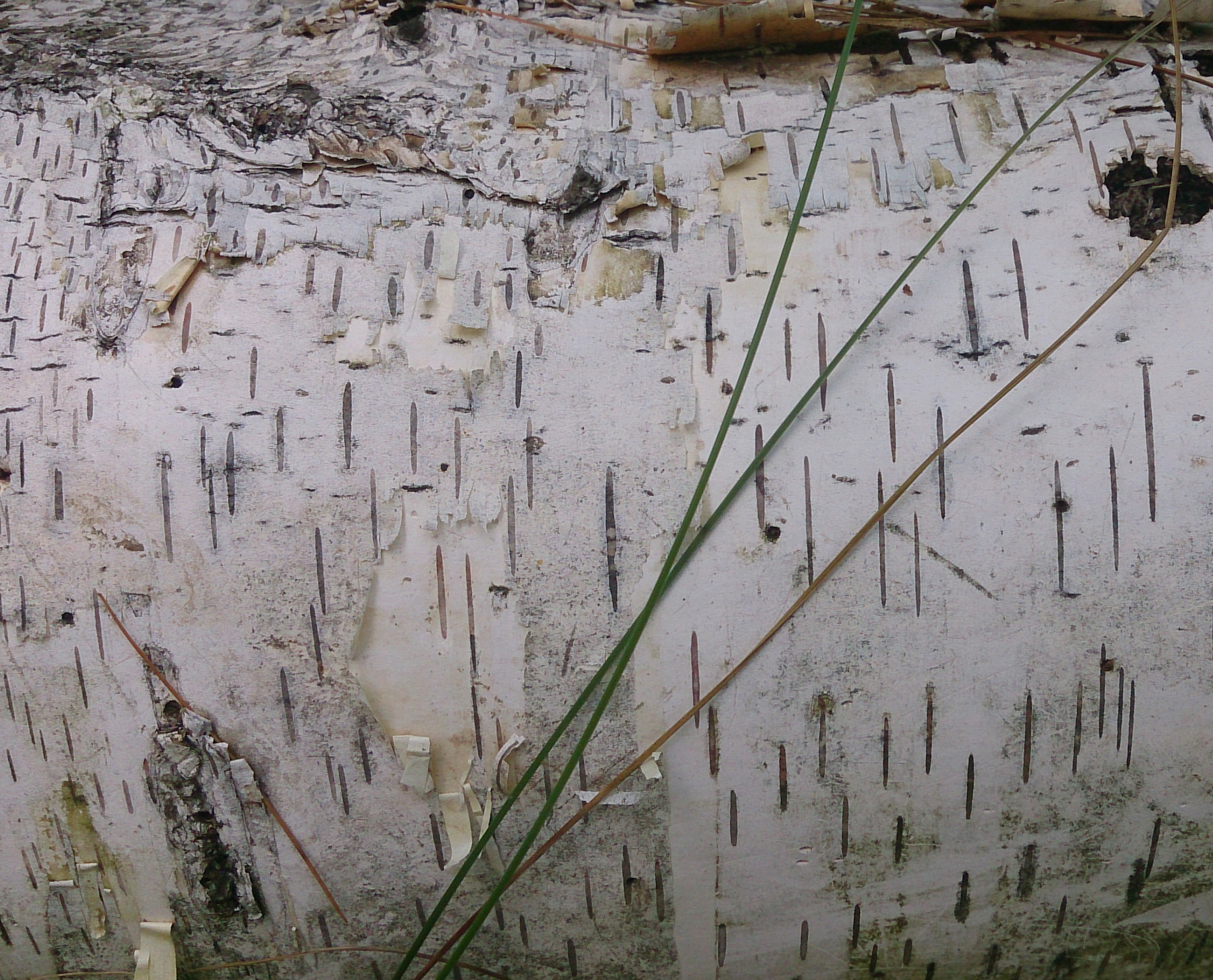 Textura (corteza)