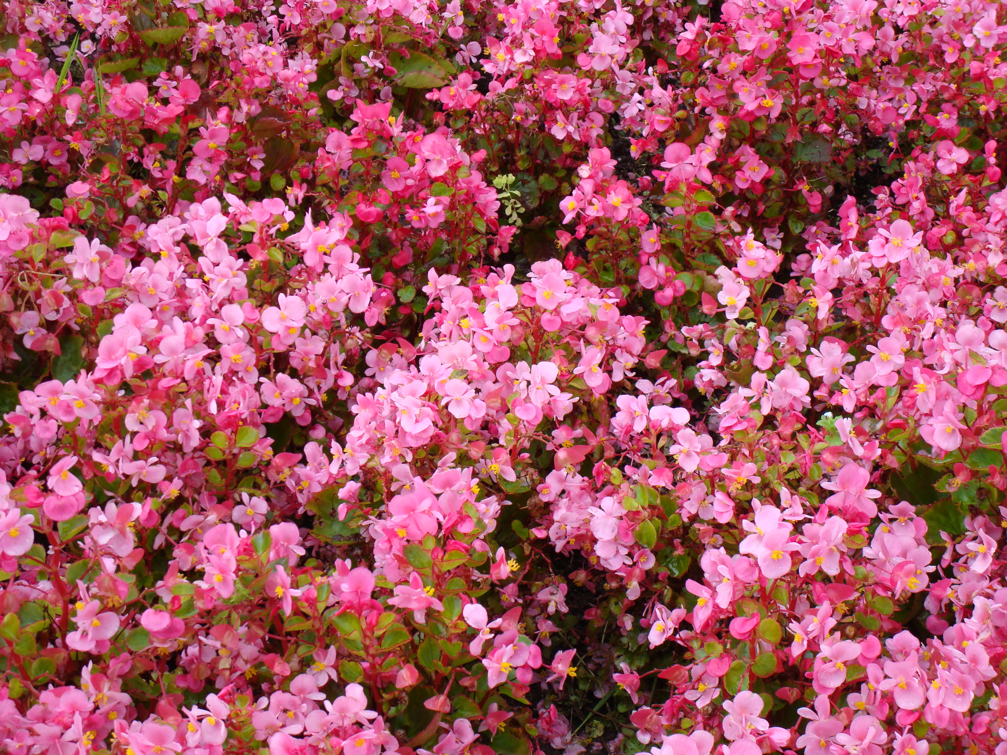 Textura (floral)