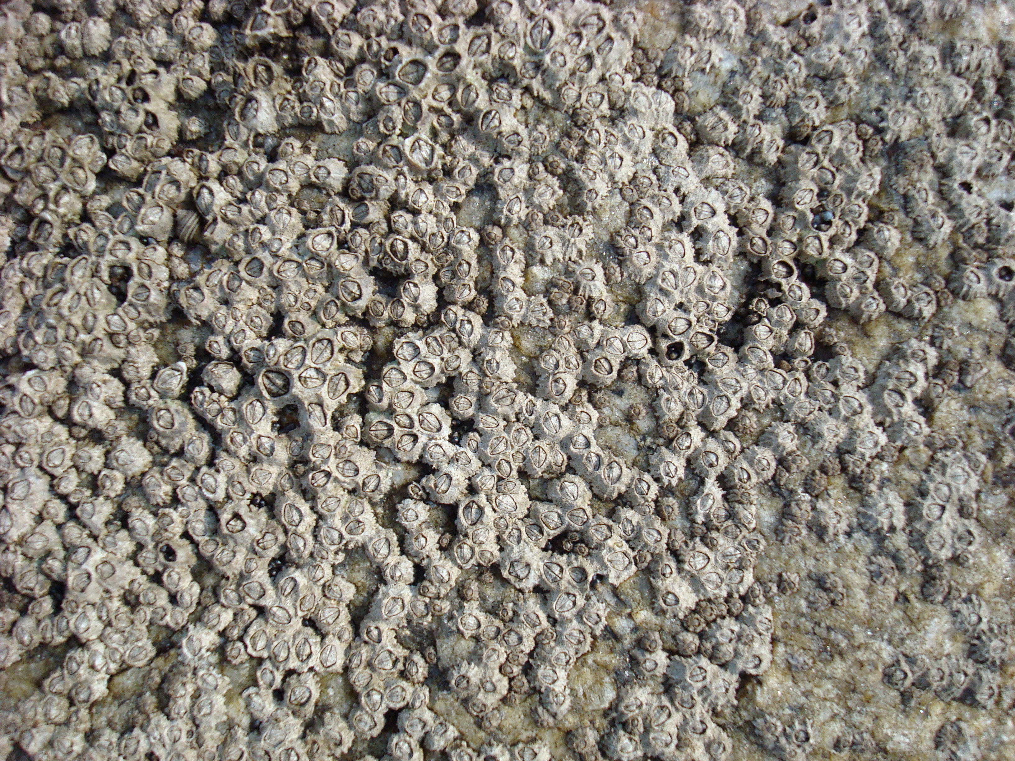 Textura (roca marina)