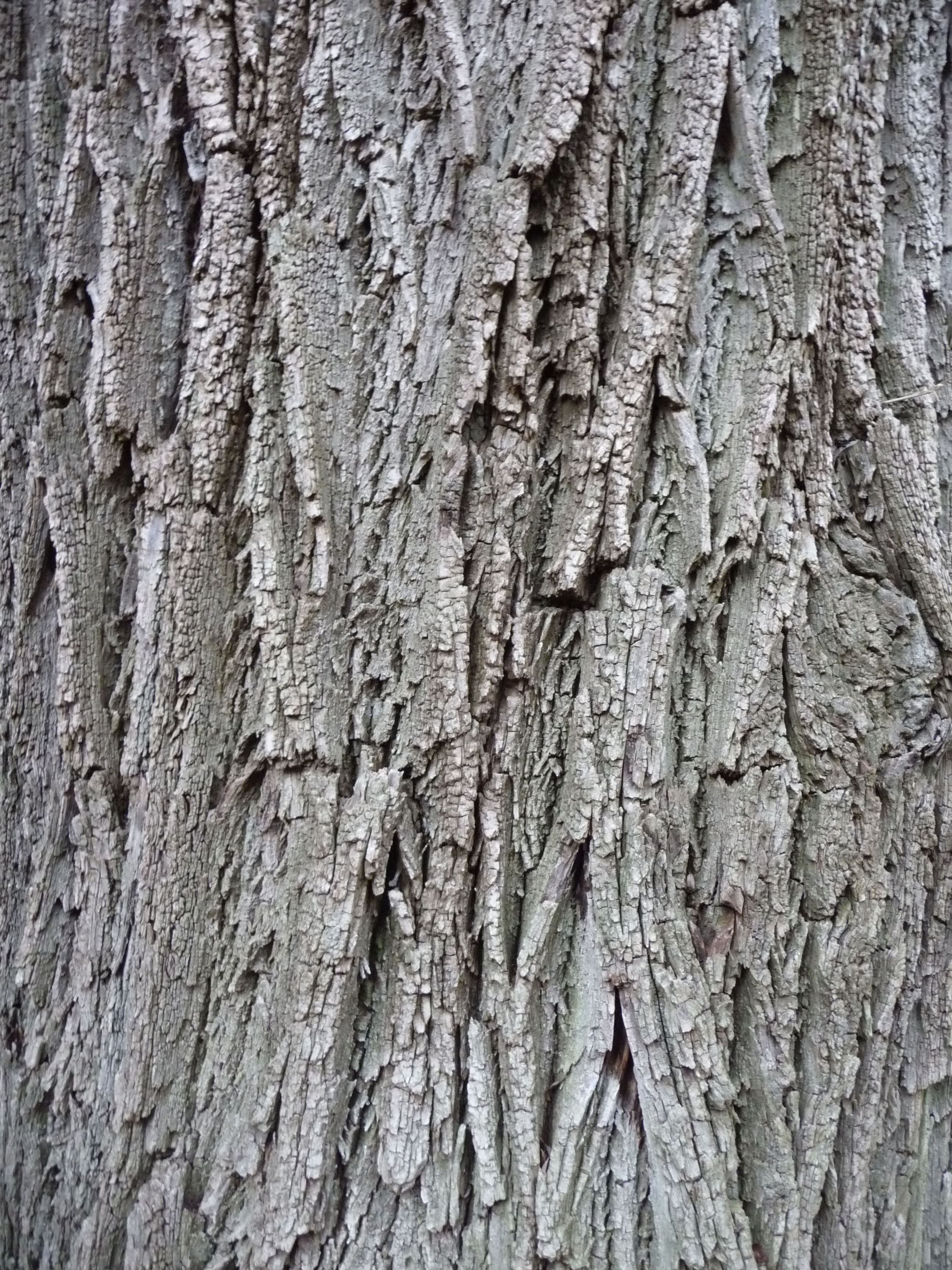 Textura (tronco viejo)