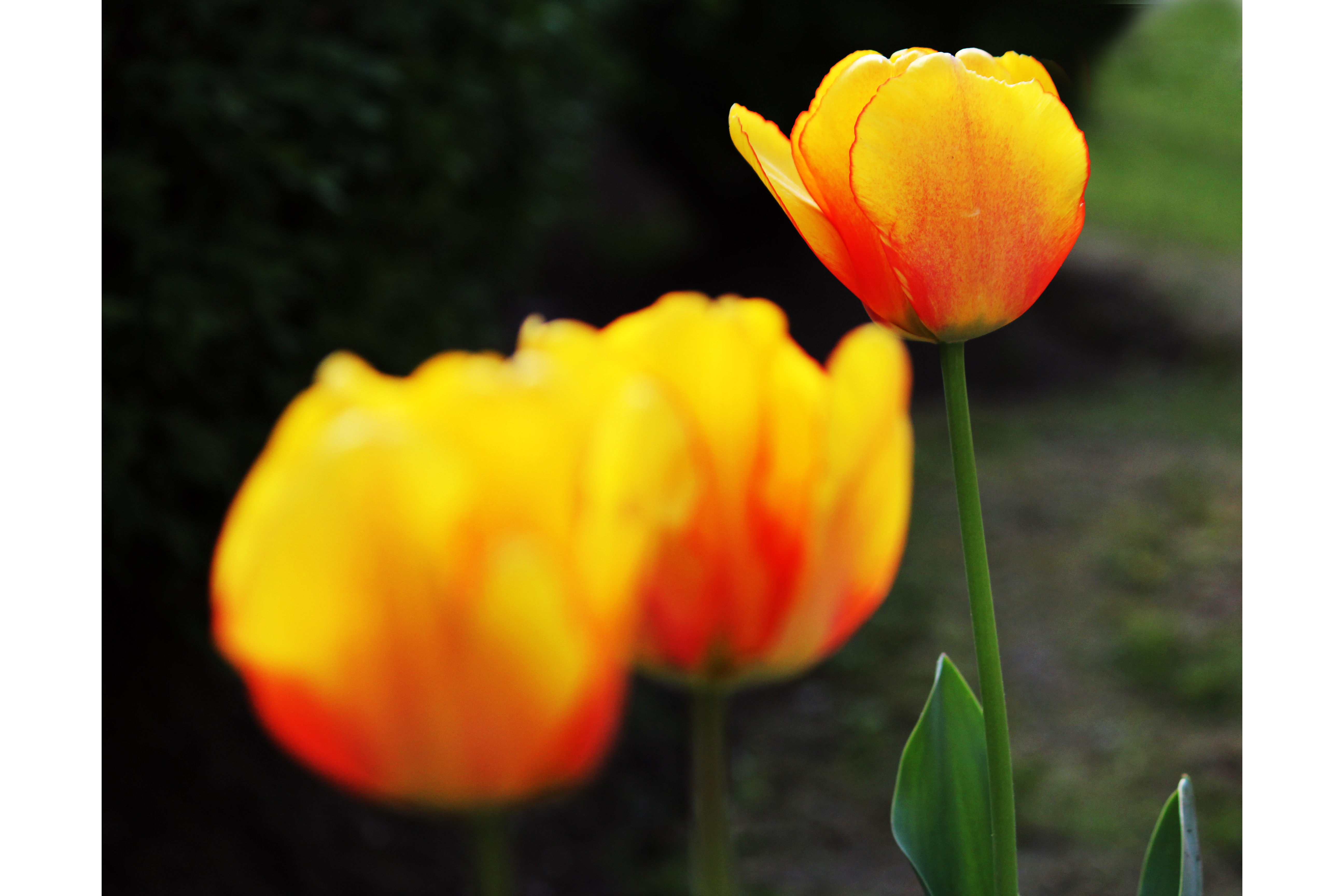 Tulipanes