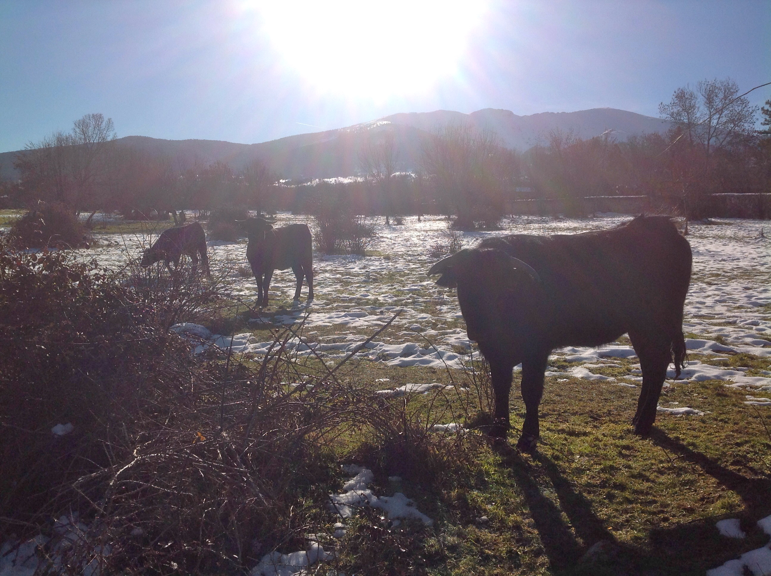Vacas