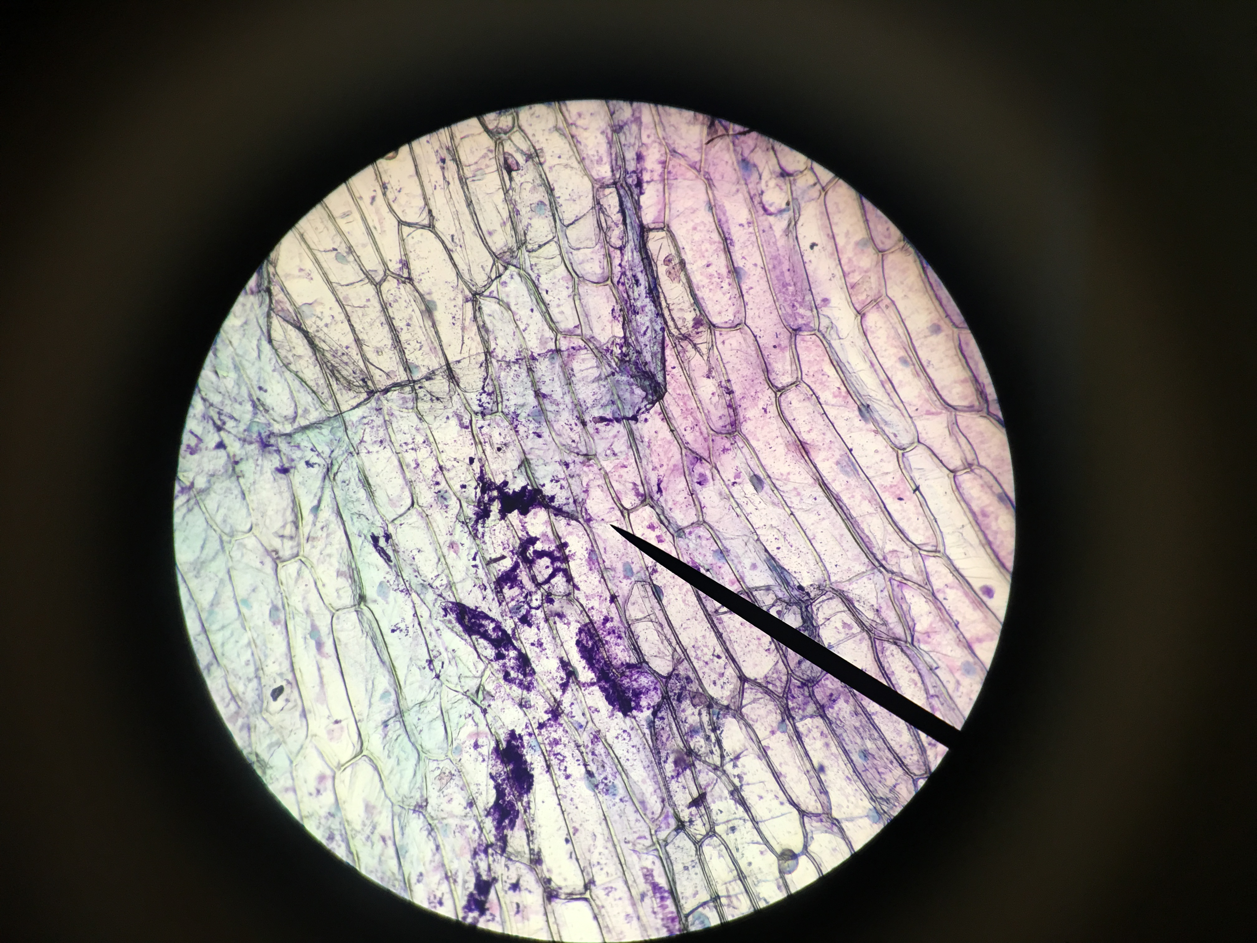 celulas de epidermis de cebolla