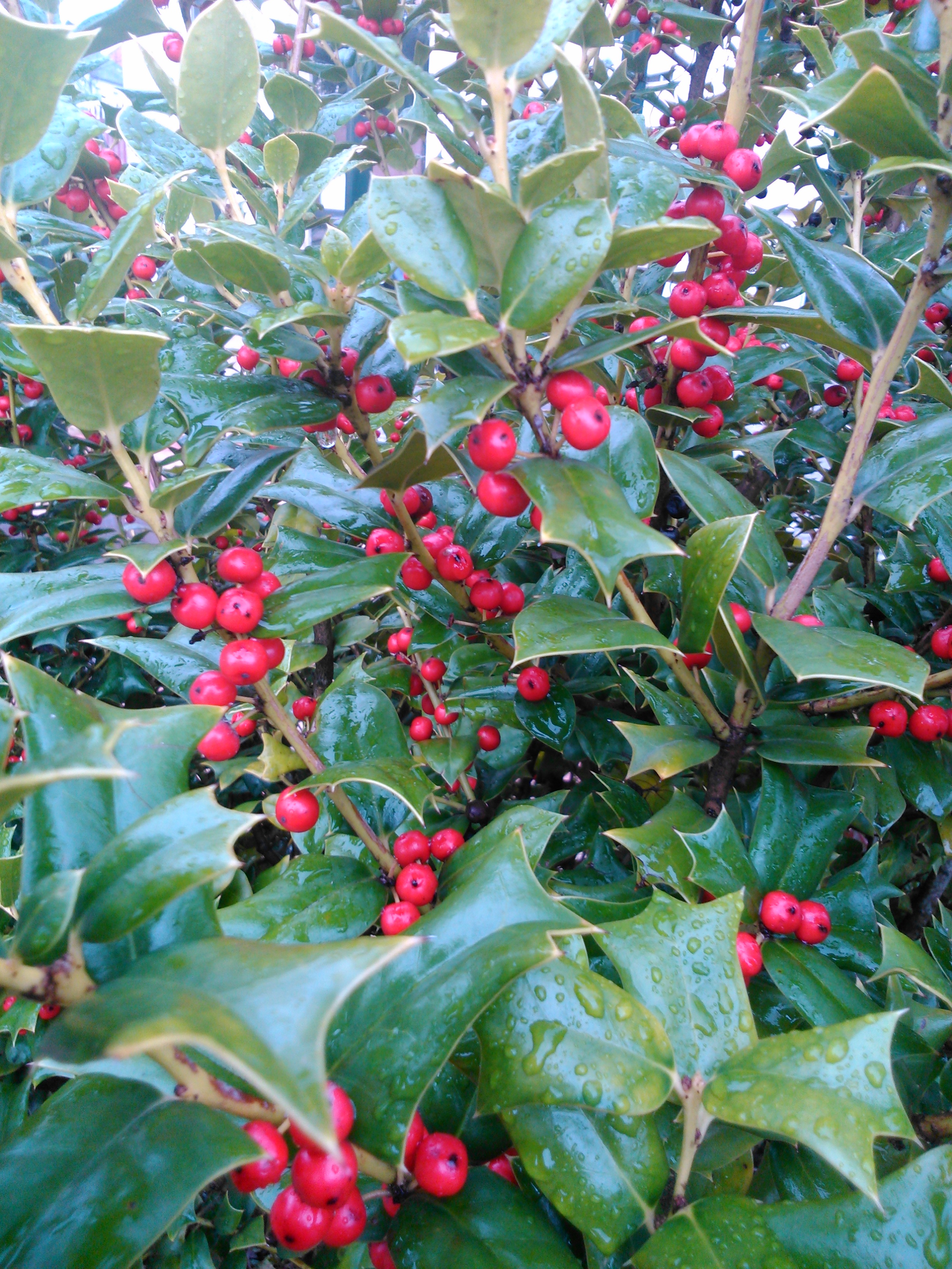 Acebo (Ilex aquifolium)