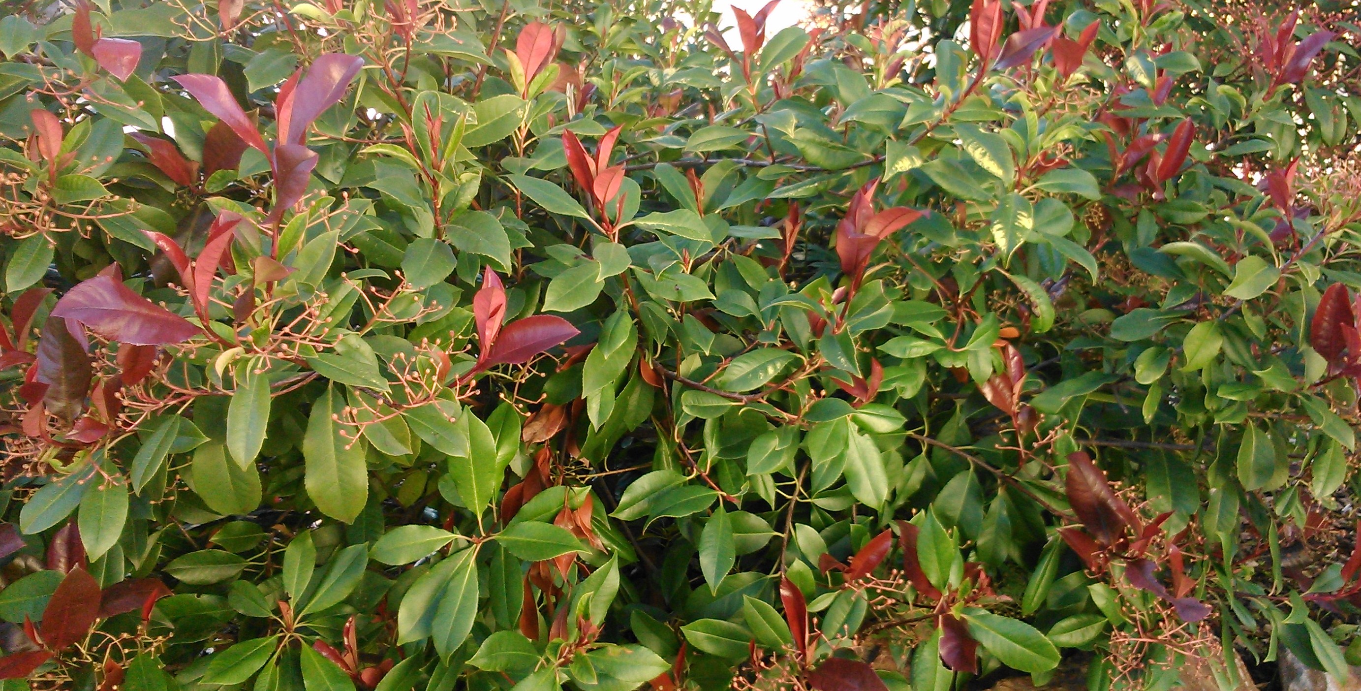 Agracejo julianae (Berberis julianae)