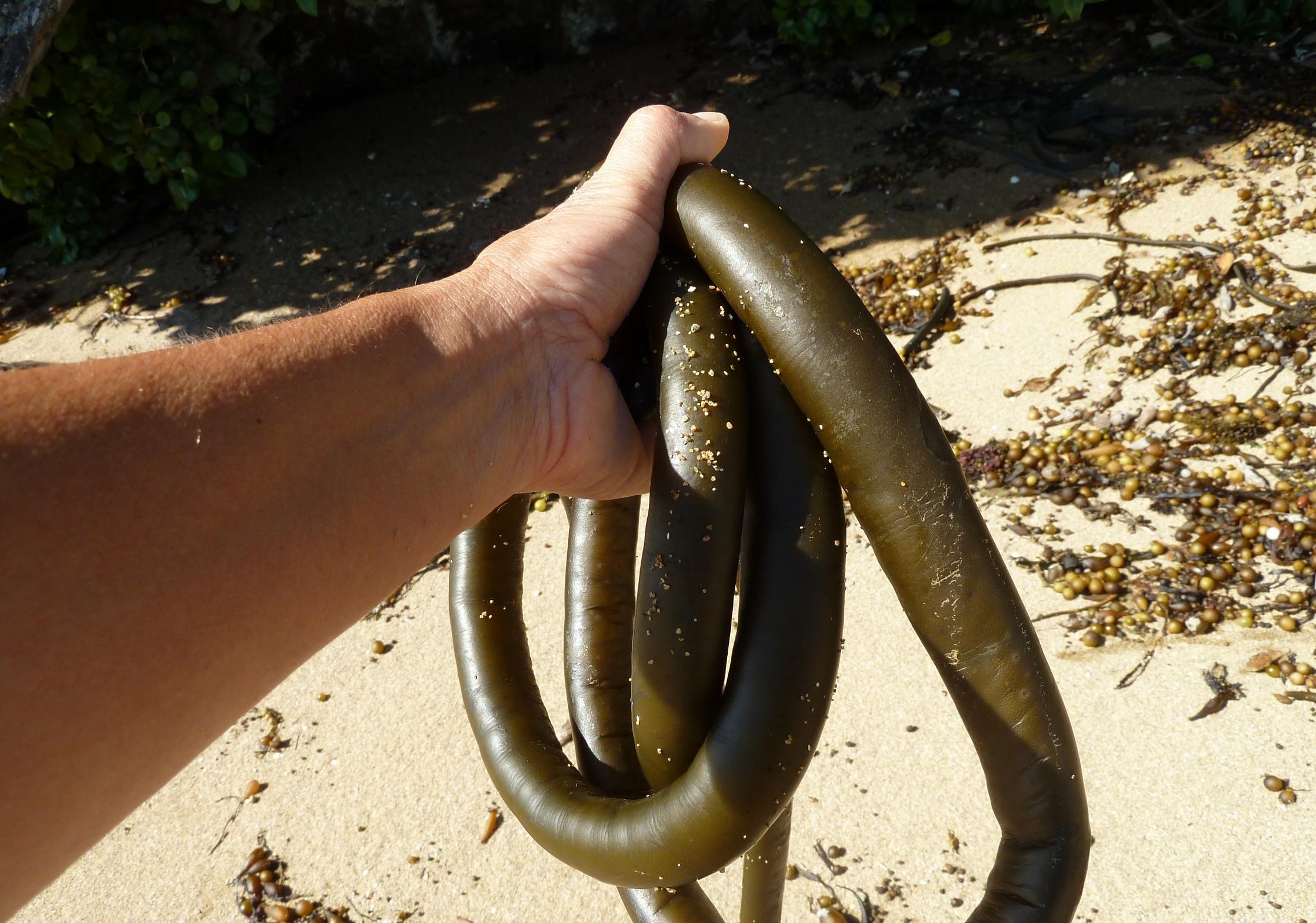 Alga parda