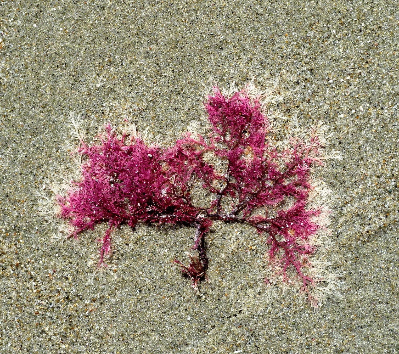 Alga roja