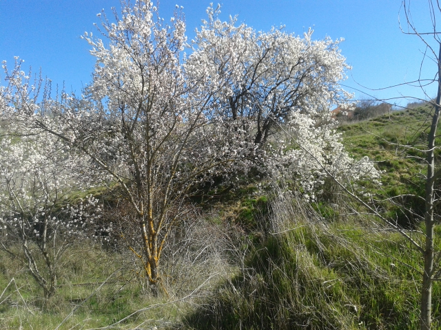 Almendro en flor