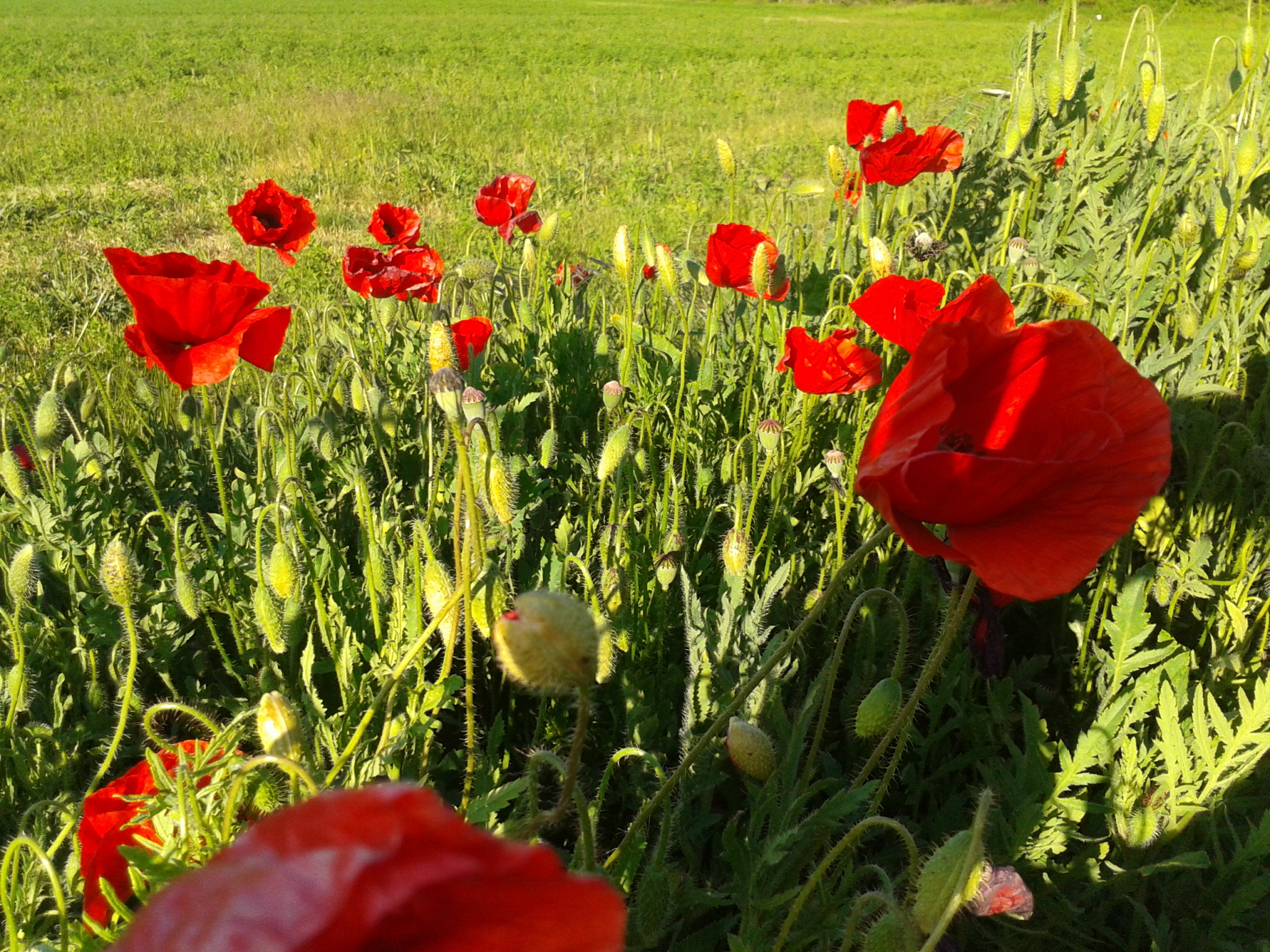 Amapola