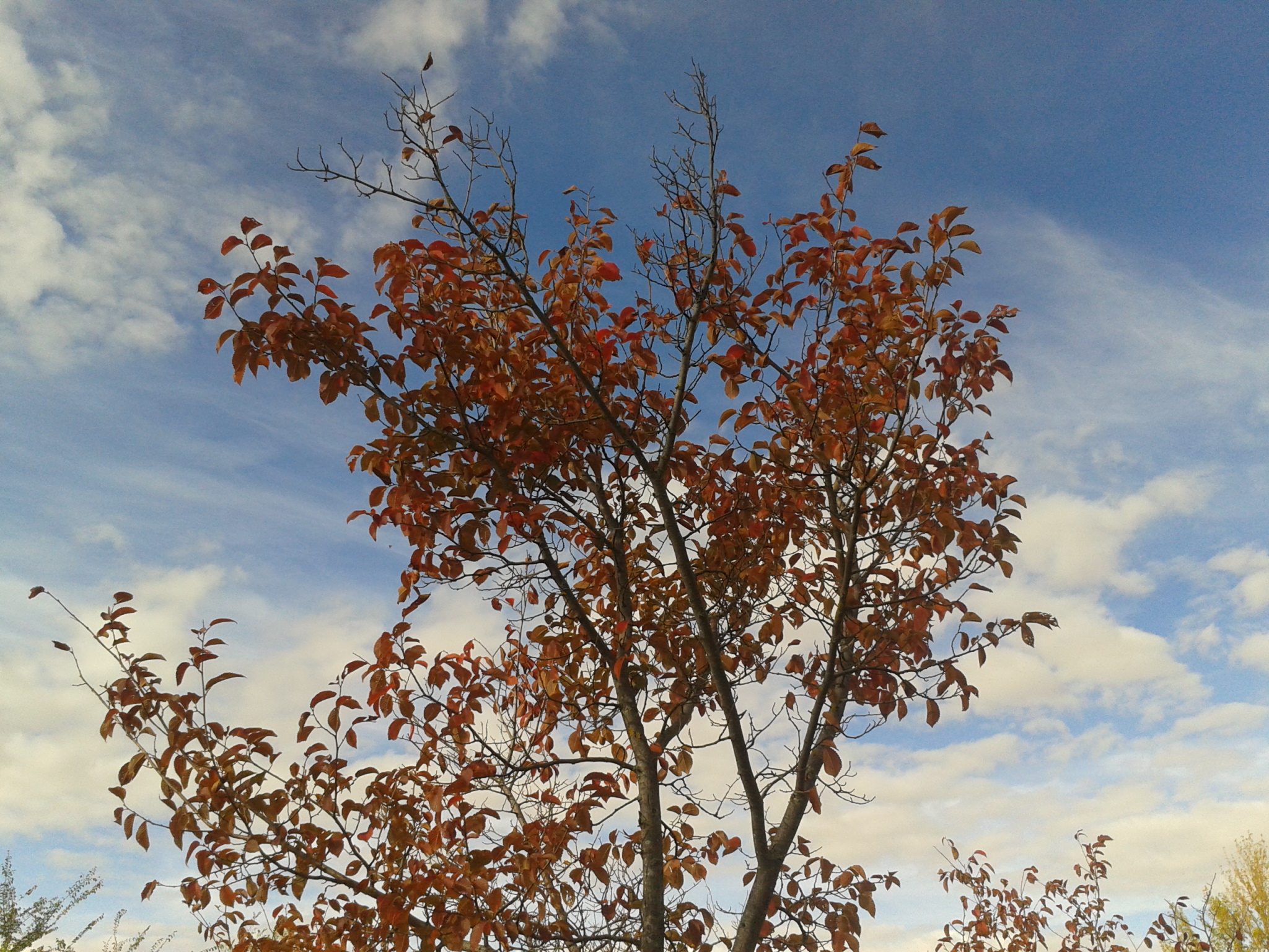 Árbol en otoño