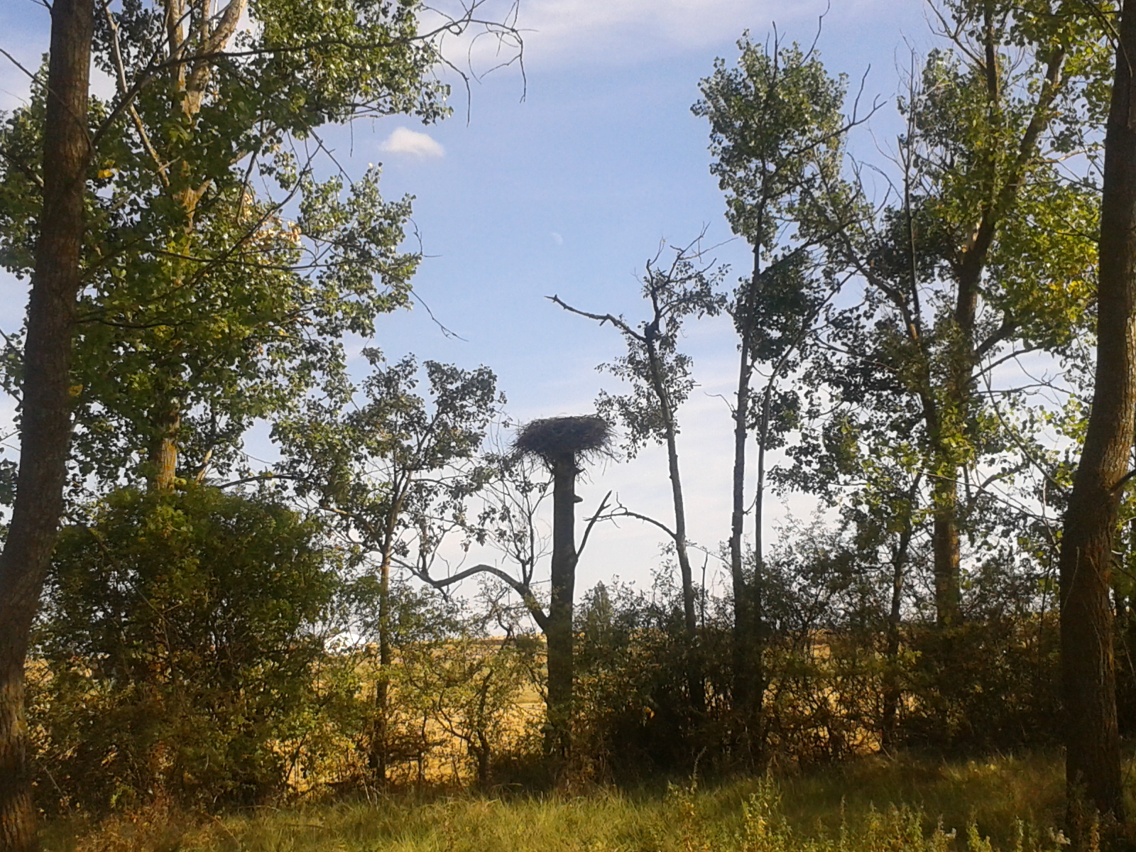 Árboles