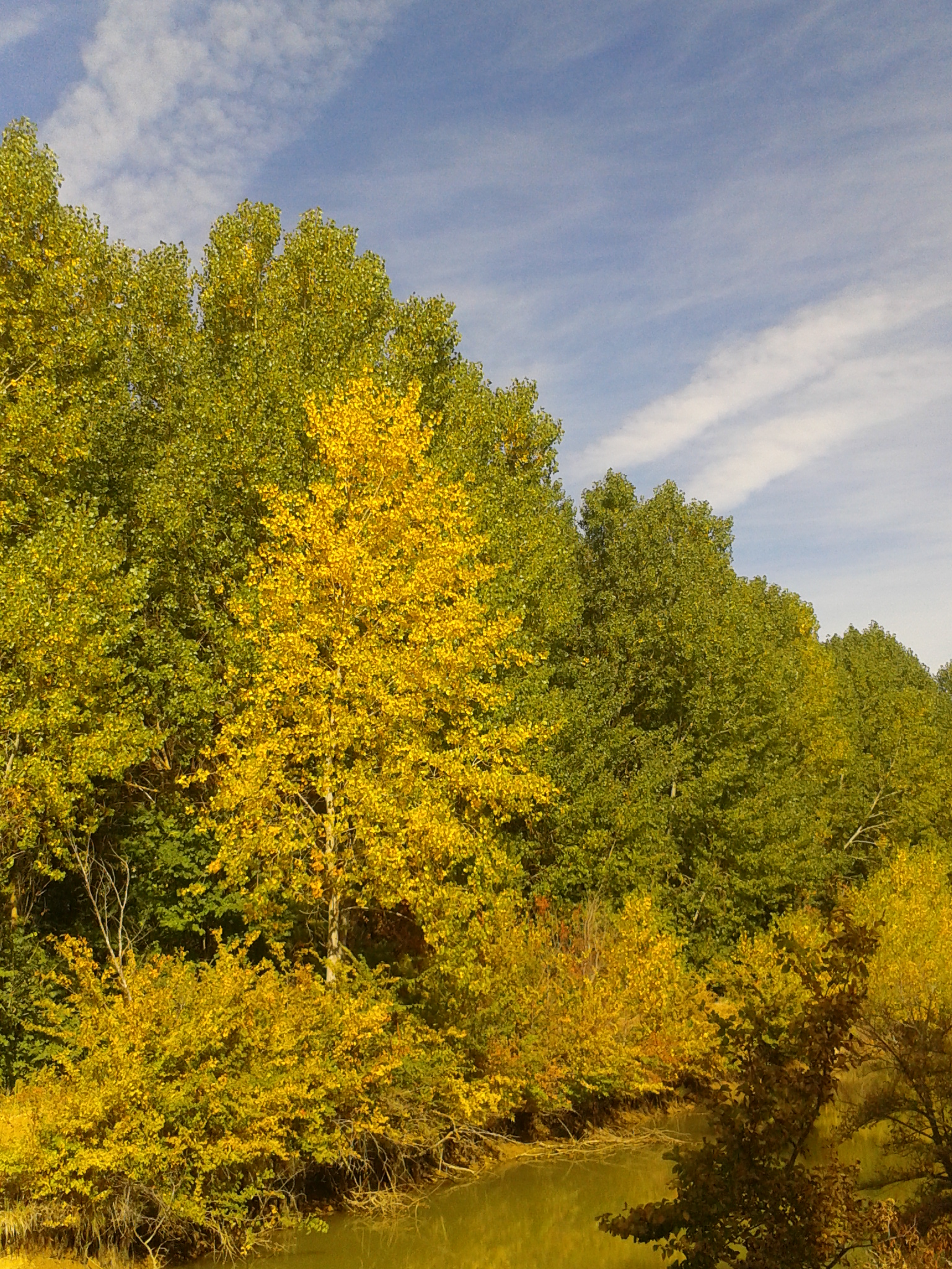 Árboles