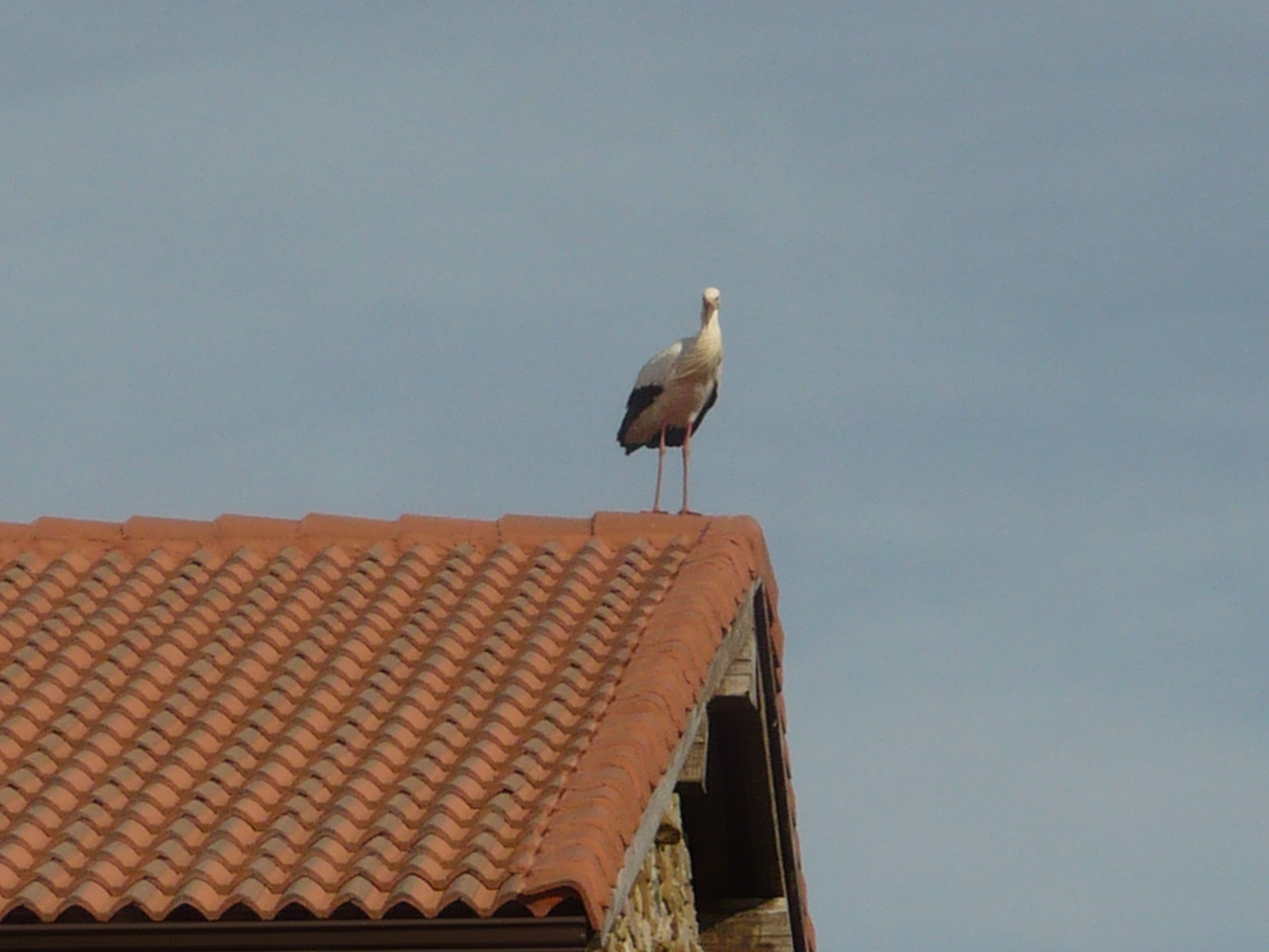 Las aves