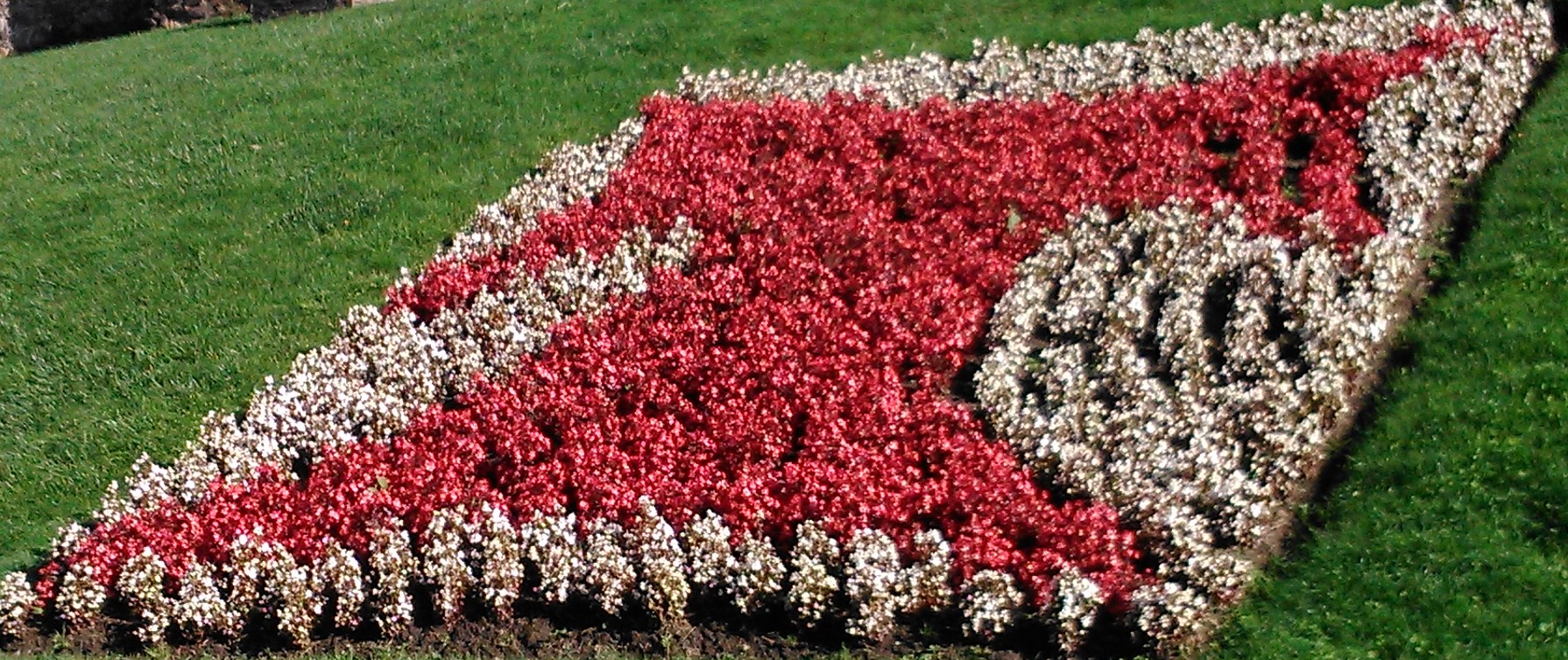 Begonia sp