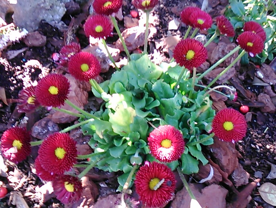 Bellis sp. (margarita menor)