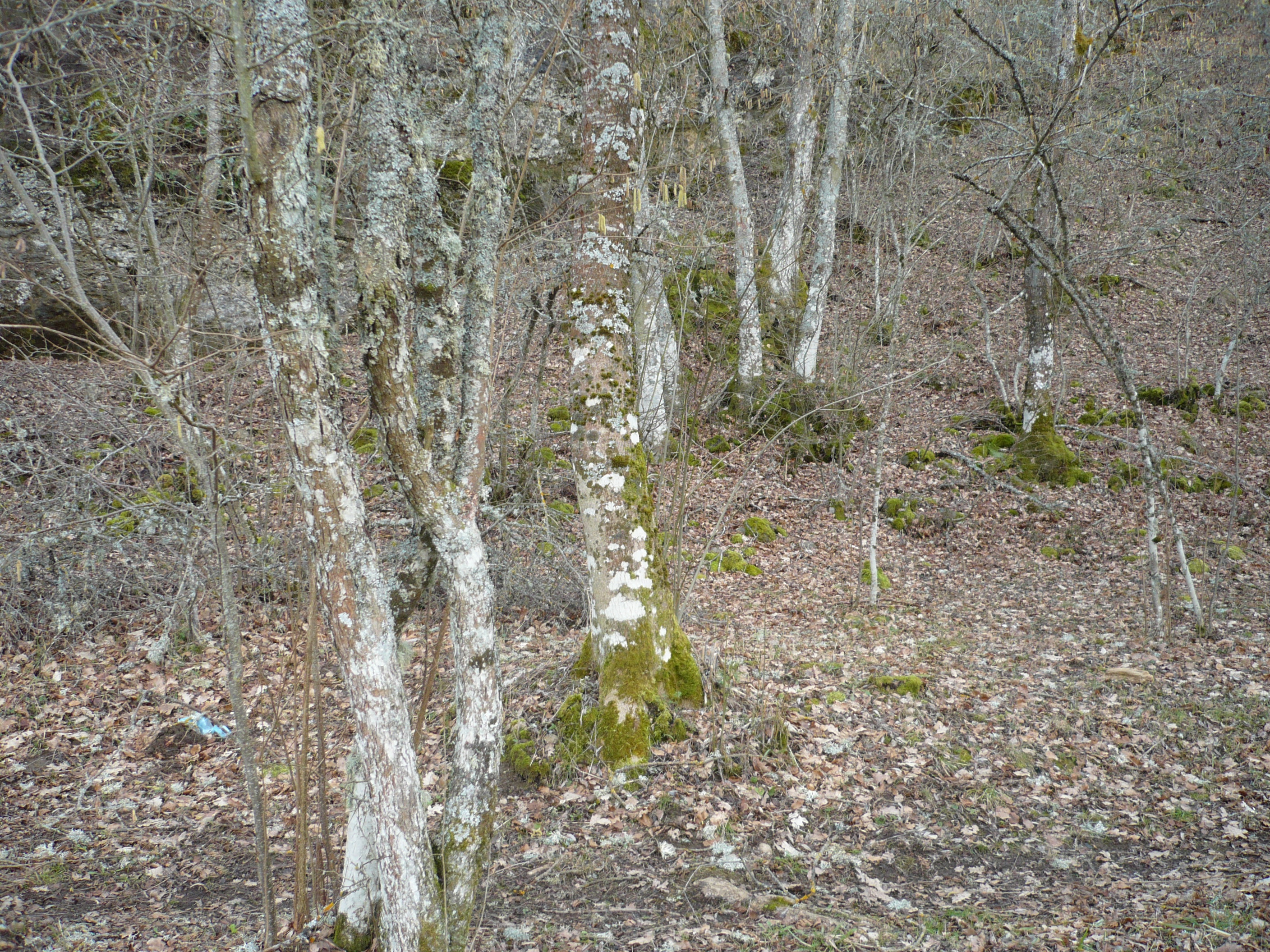 El bosque de robles en invierno