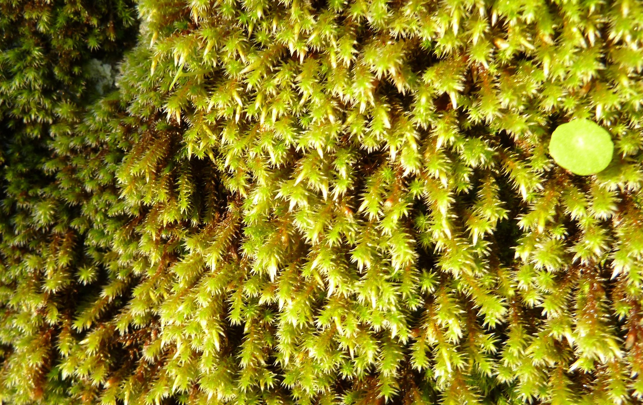 Briofita