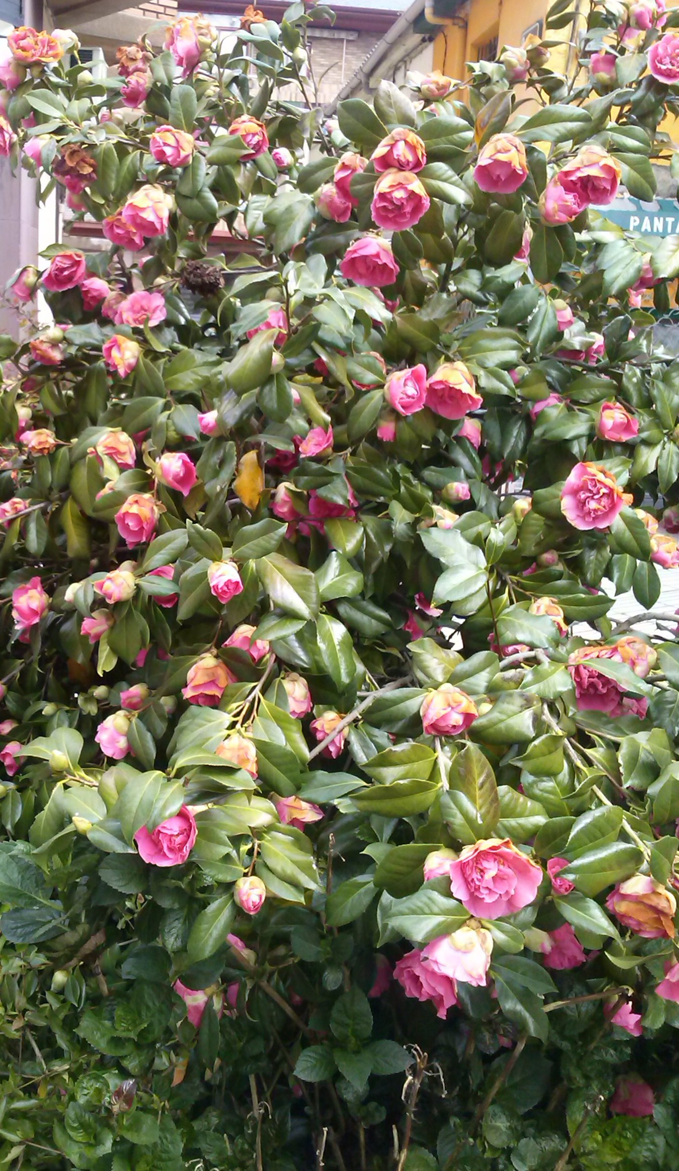 Camelia (Camelia japónica)