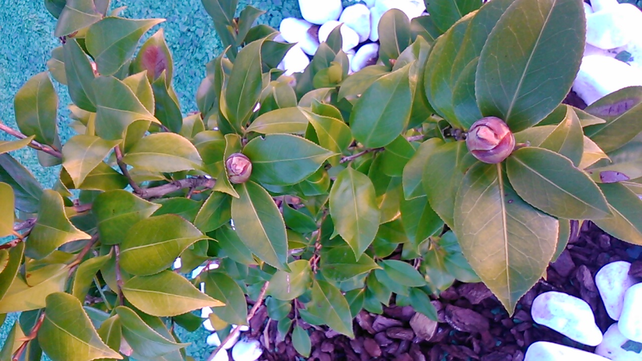 Camelia japónica (camelia)