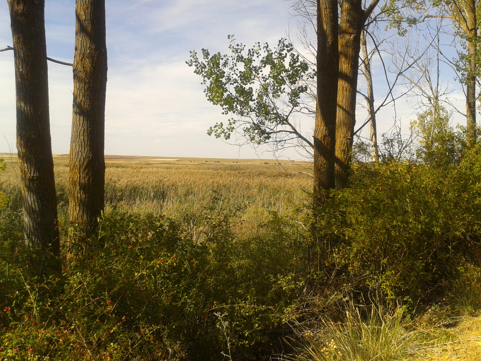 Campos de cereales