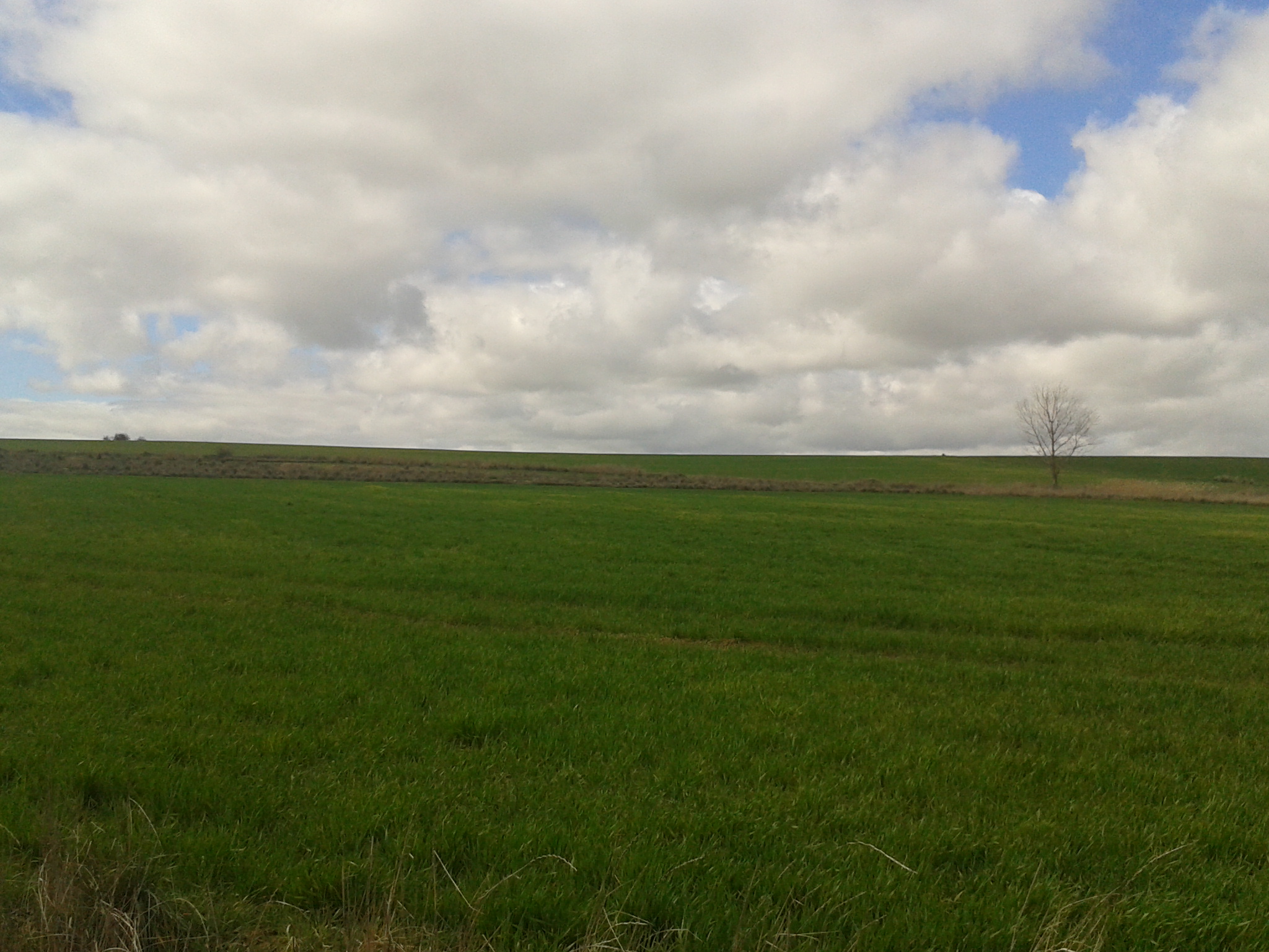Campos verdes de cereal