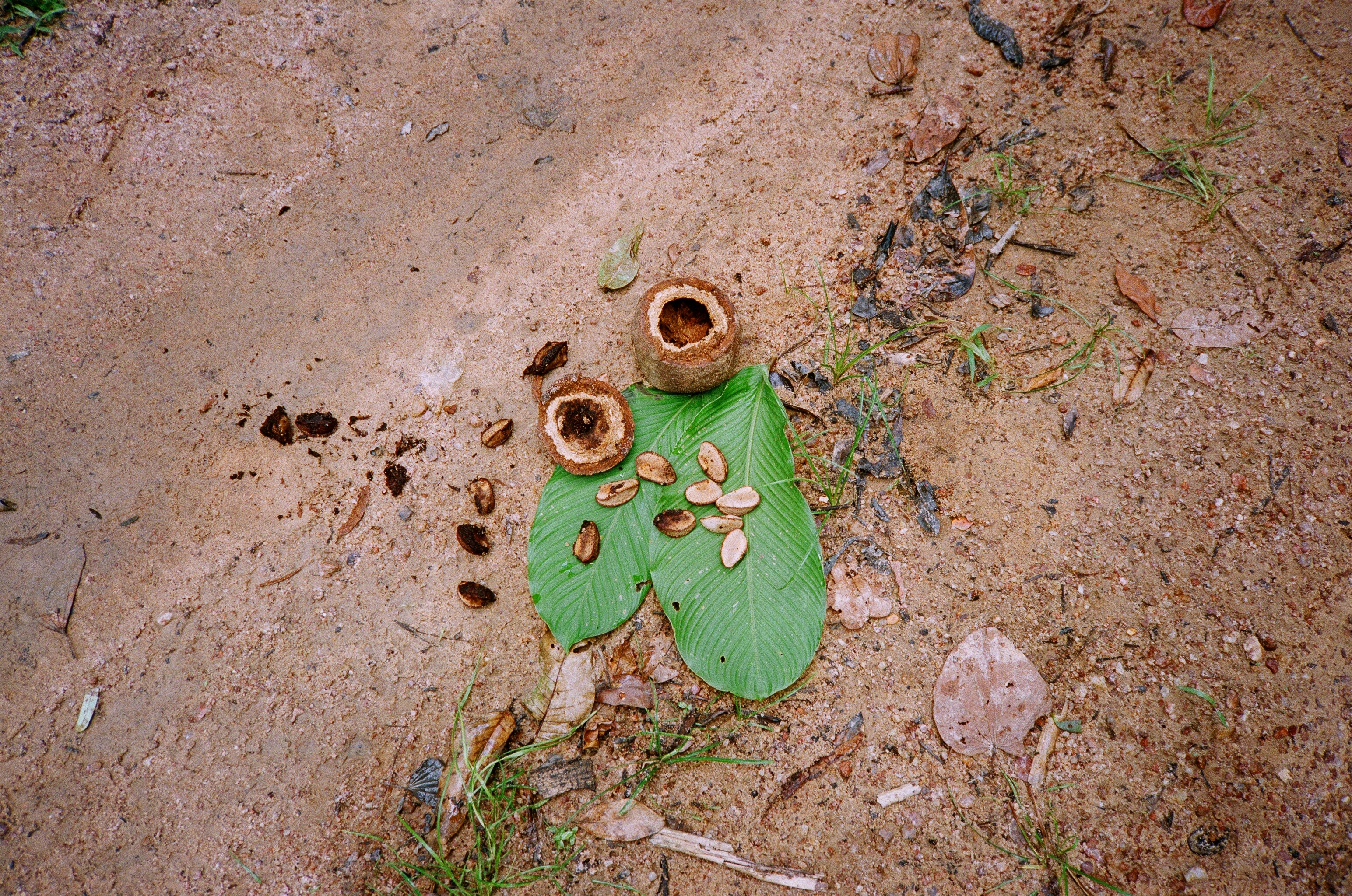 Castaña del Brasil