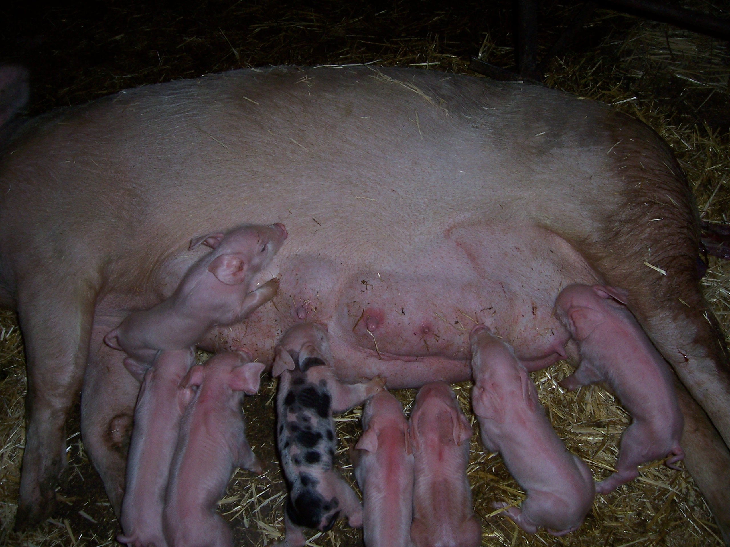 El cerdito feo