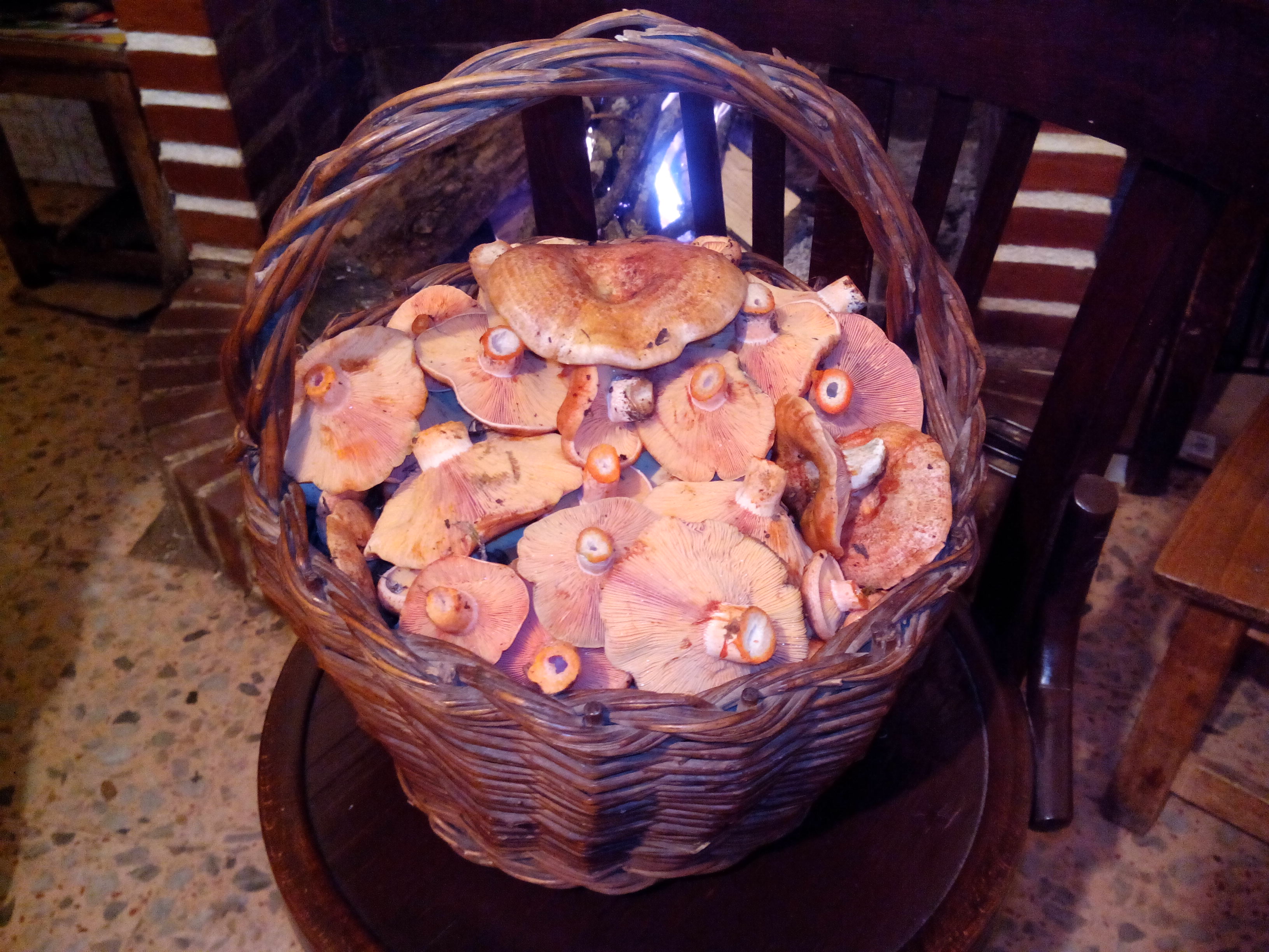 Cesta de níscalos