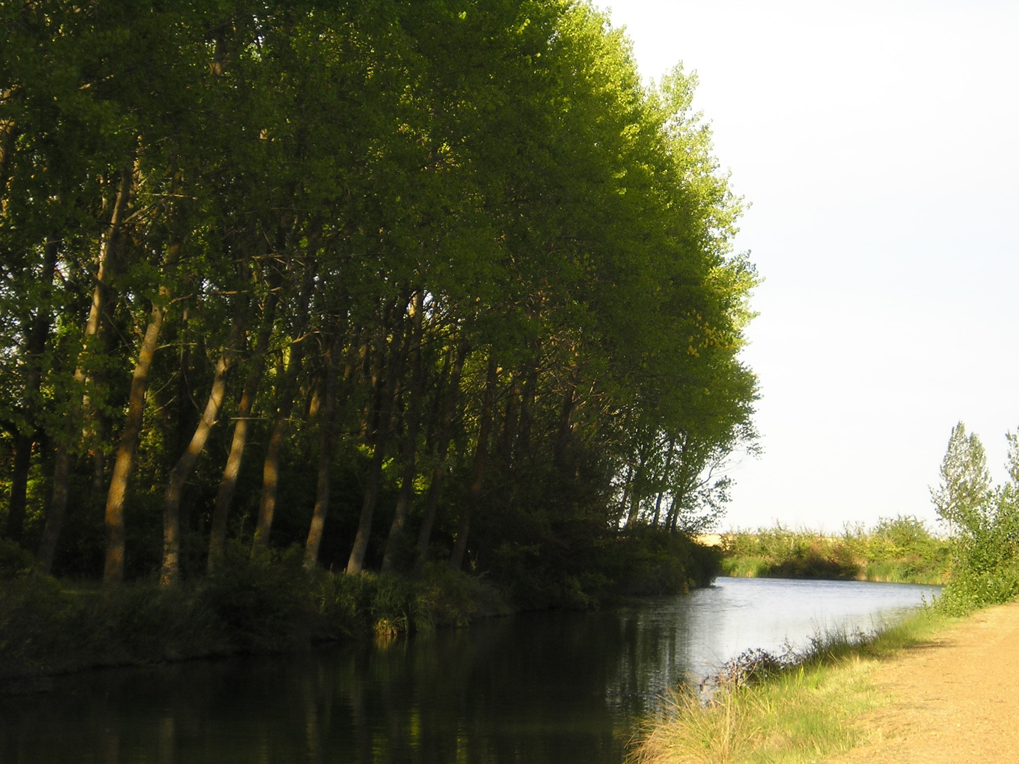 Chopera en el Canal de Castilla