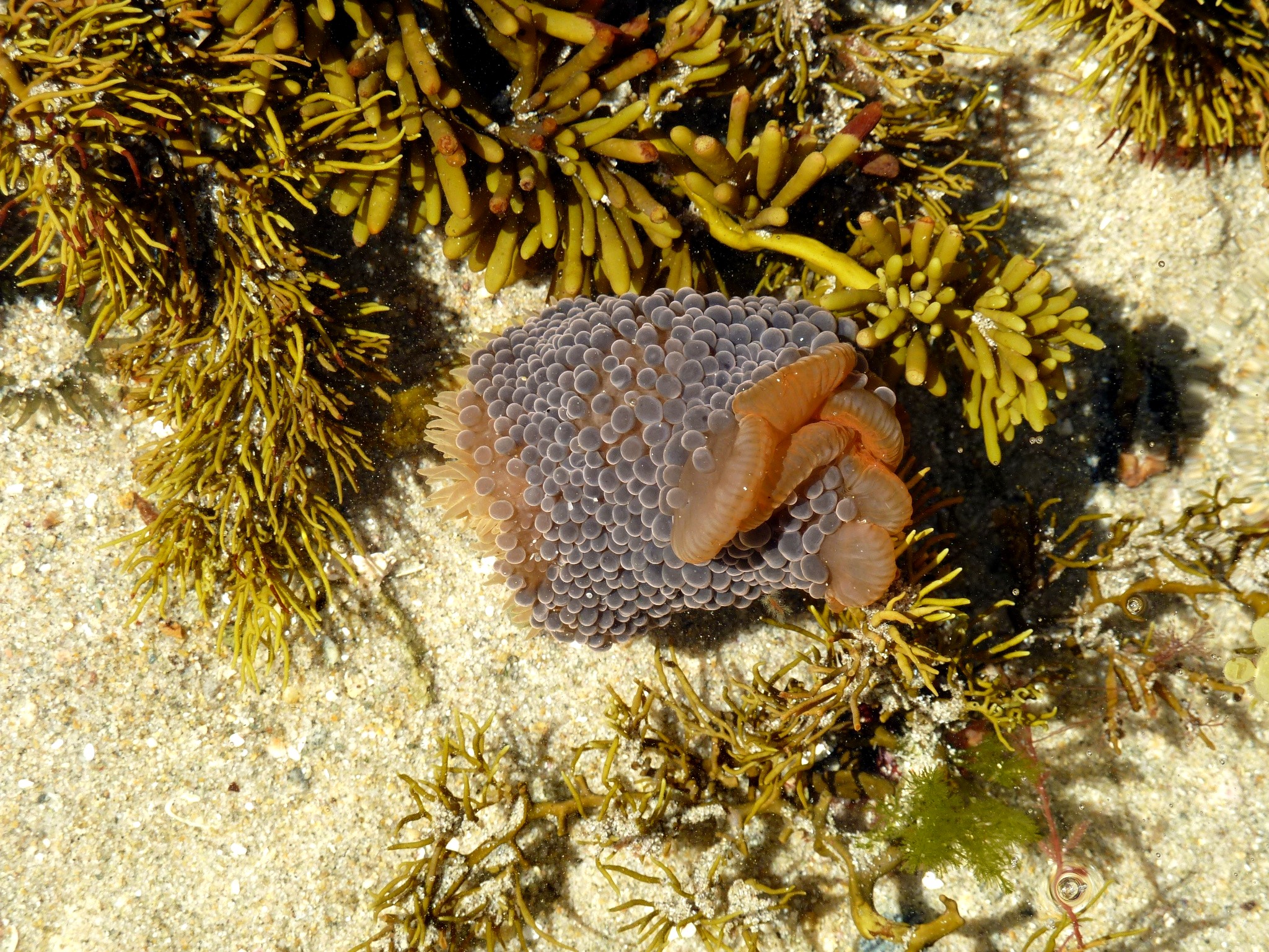 Cnidario