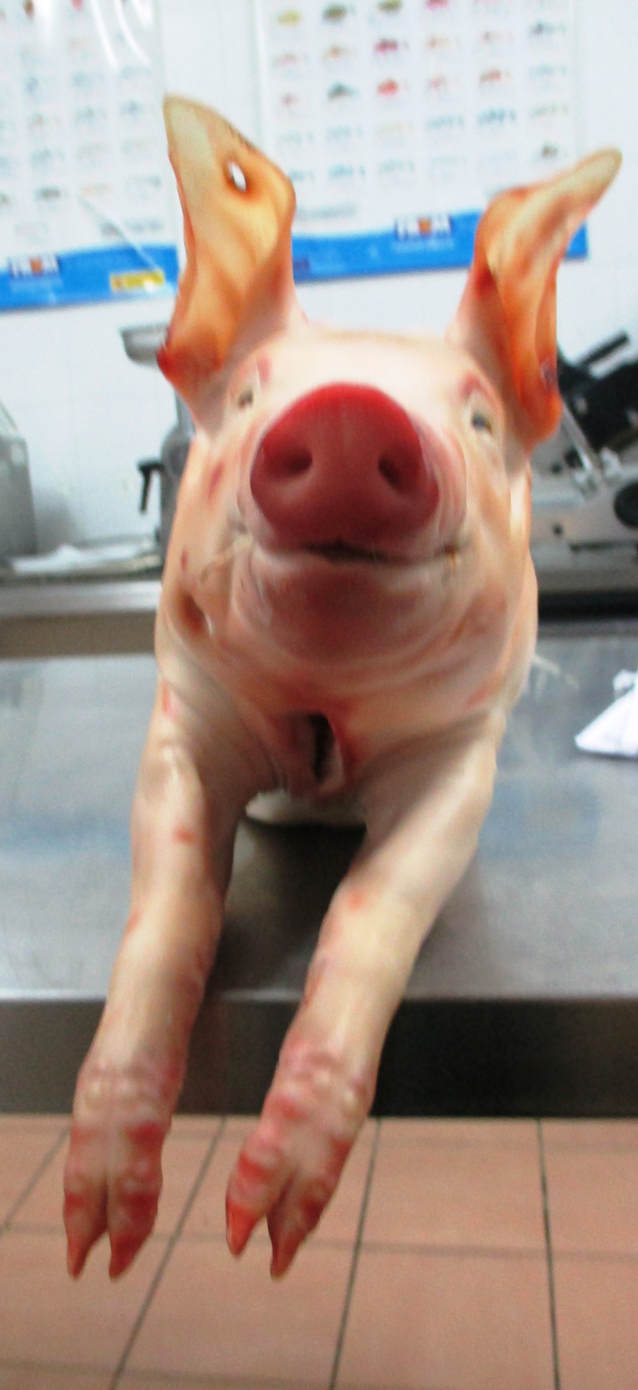 Cochinillo