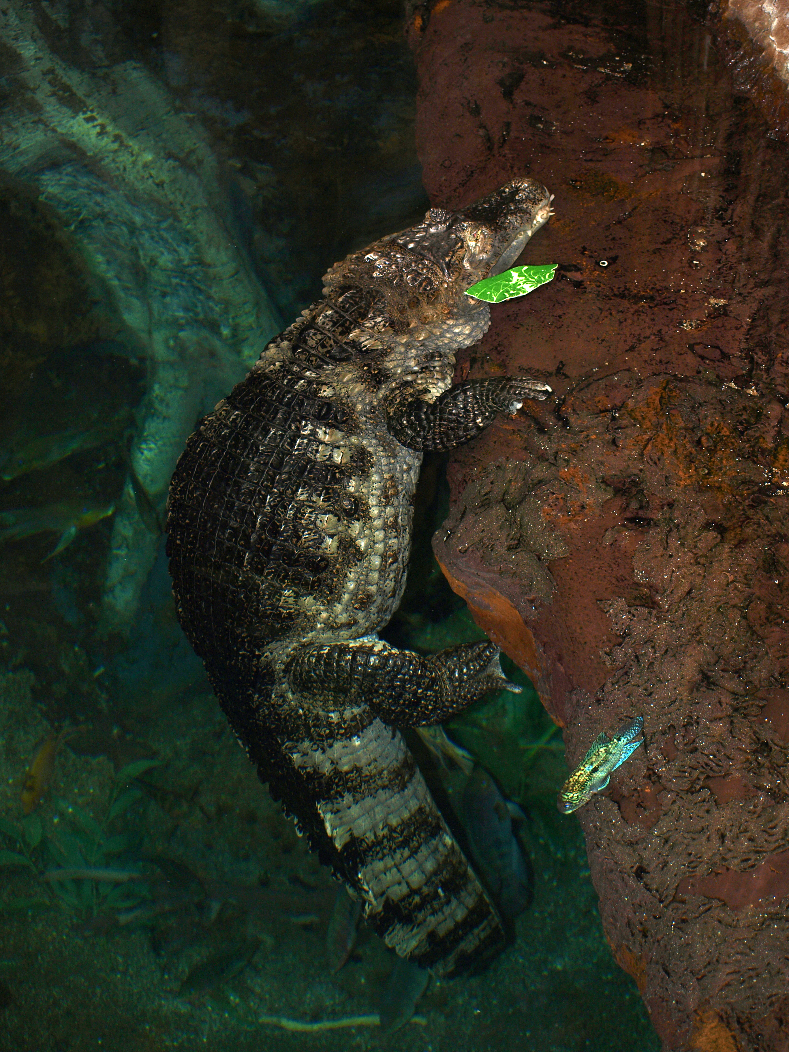 cocodrilo flotando