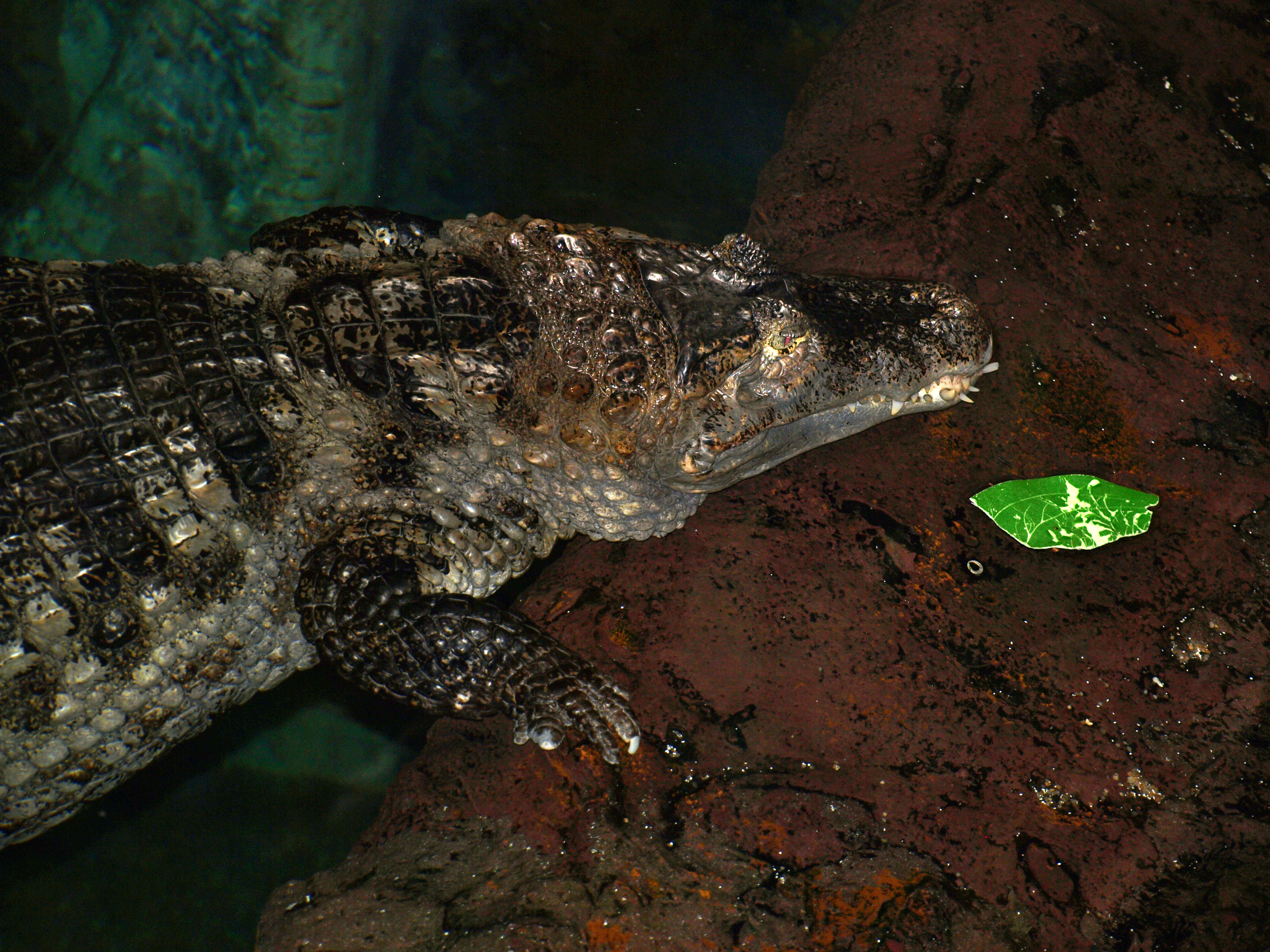 Cocodrilo
