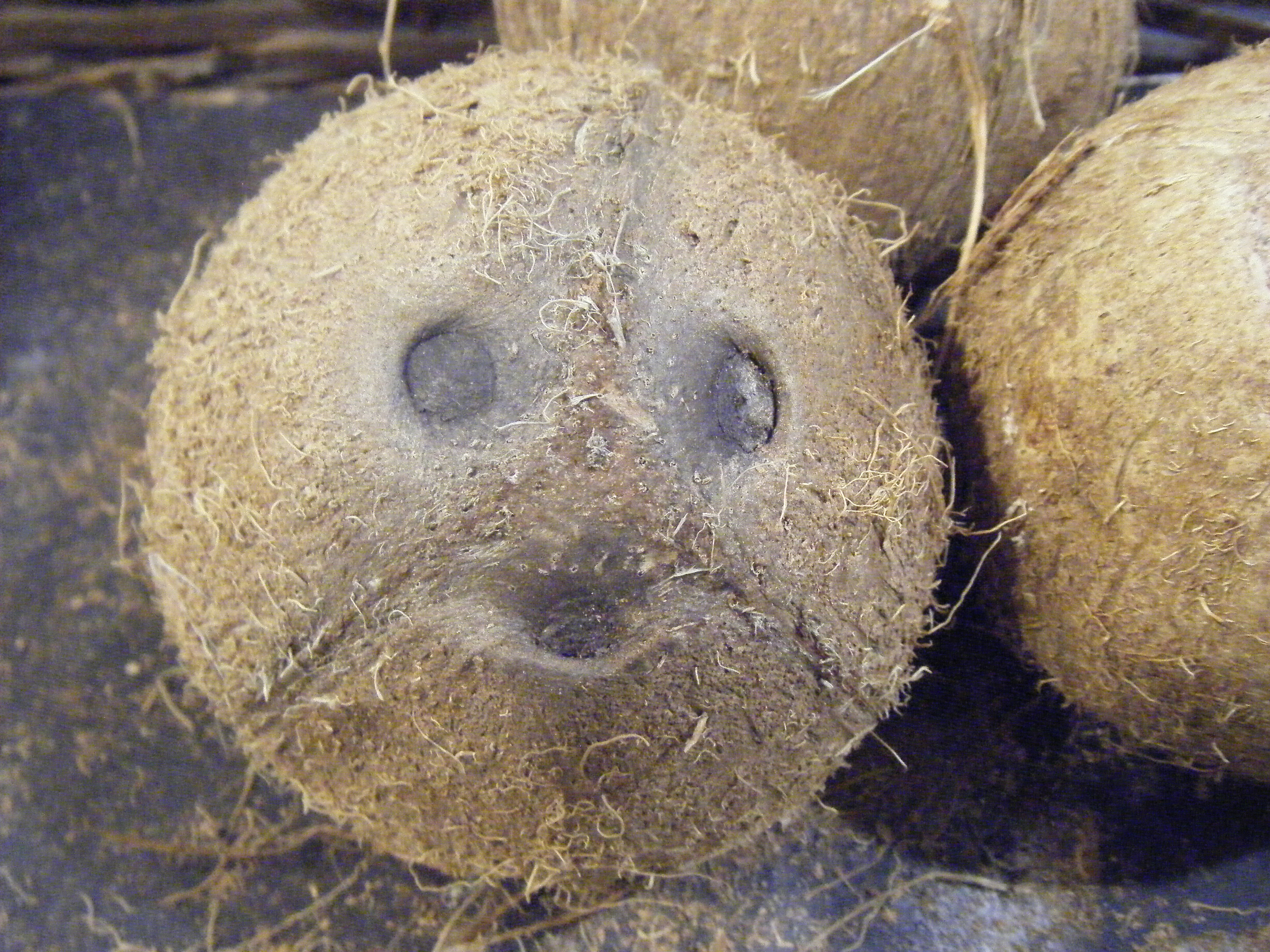 Cocos