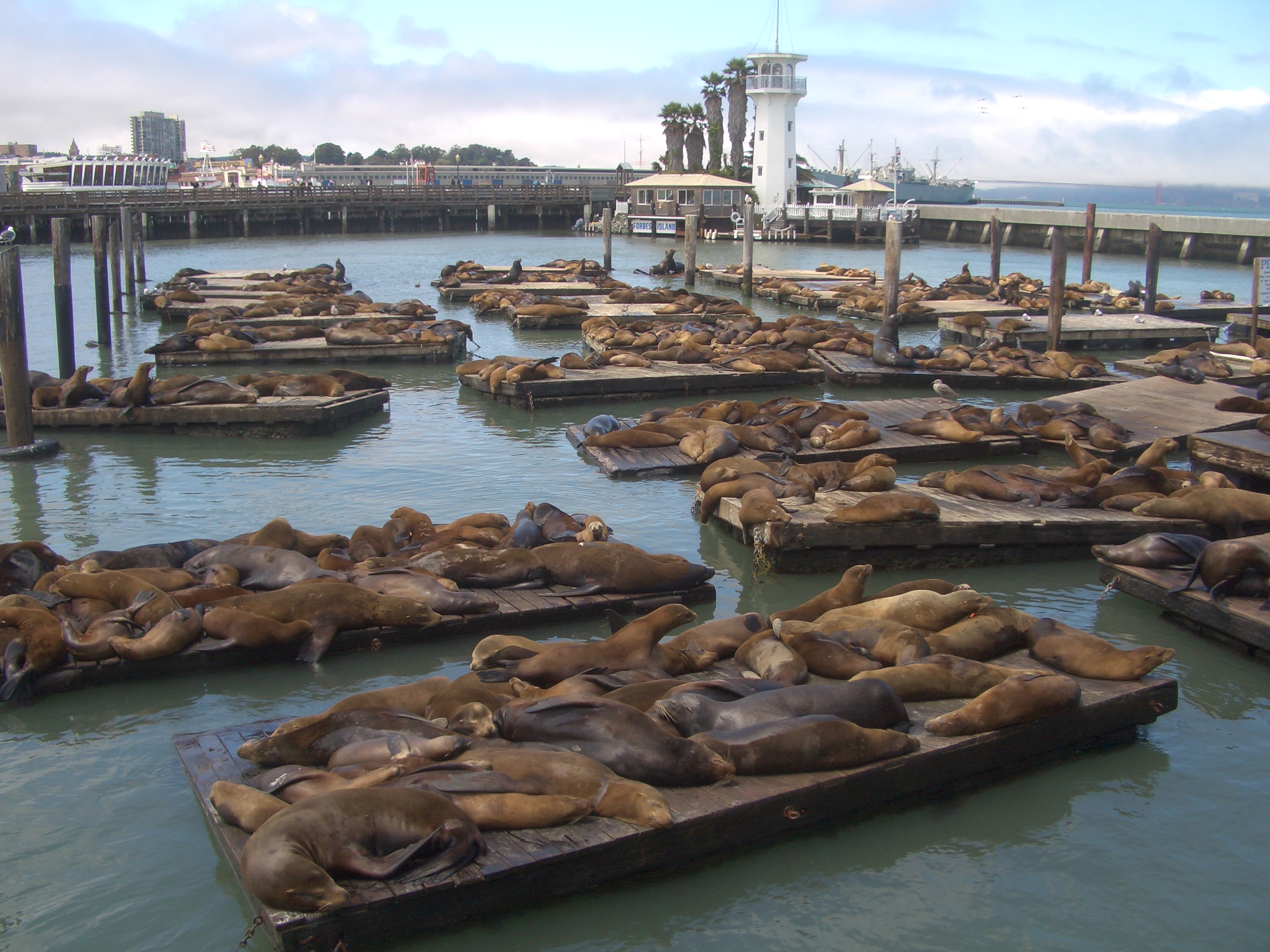colonia de leones marinos