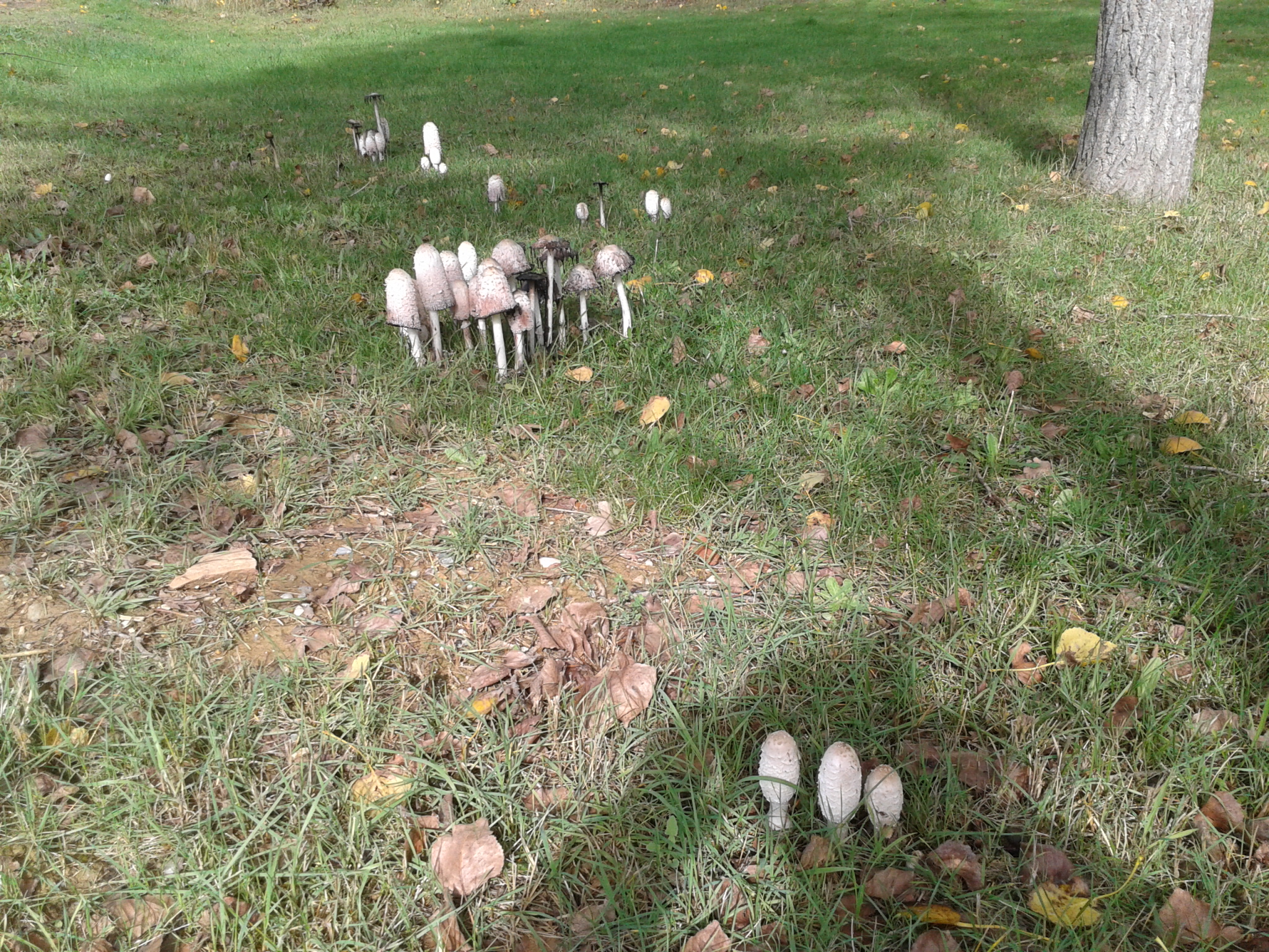 Coprinus Comatus