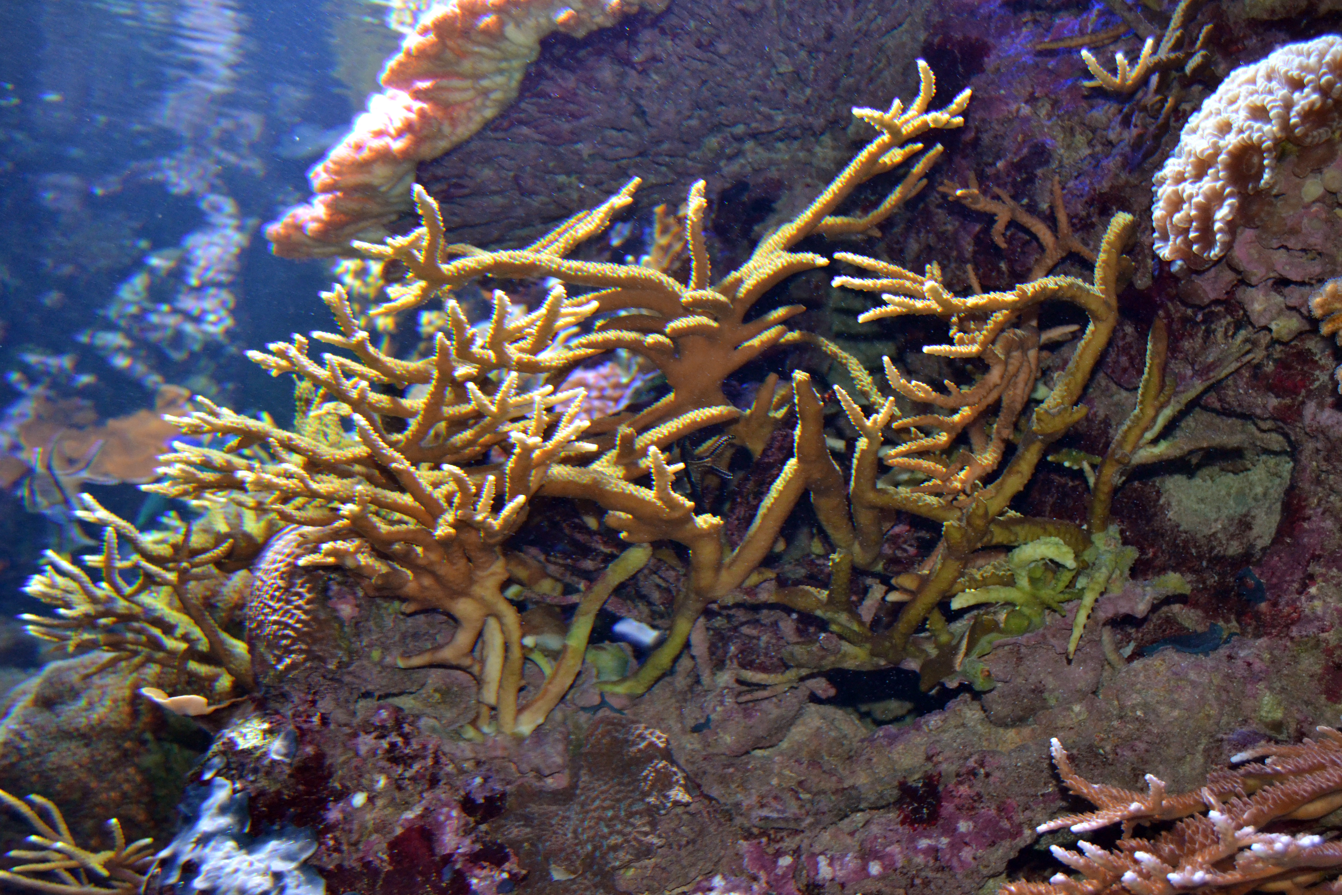 Corales