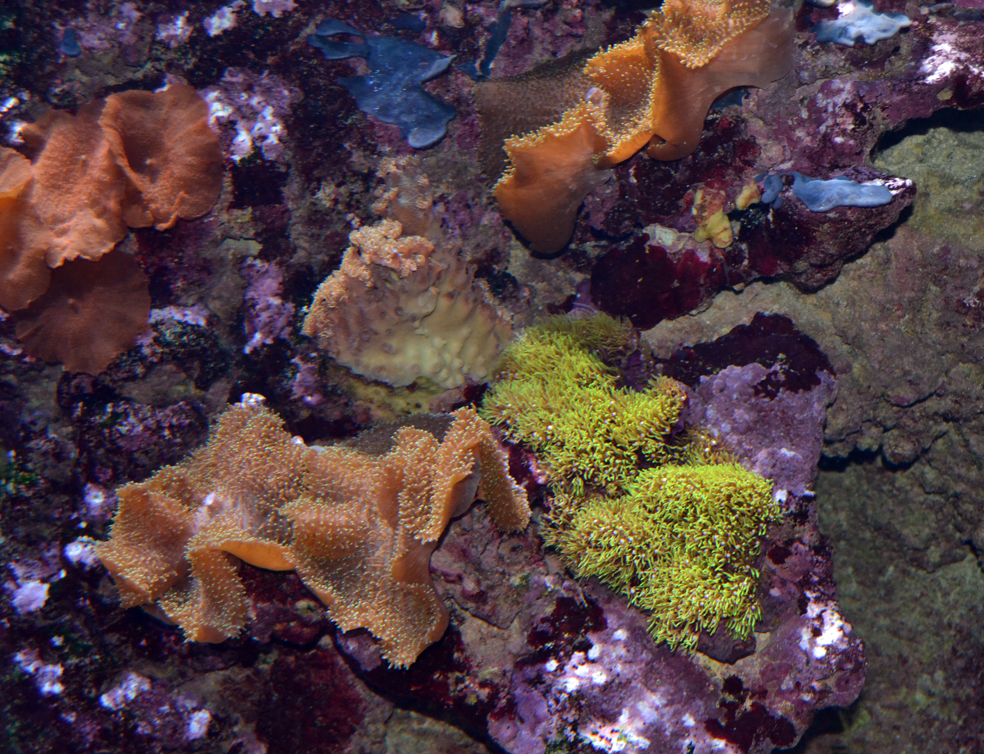 Corales